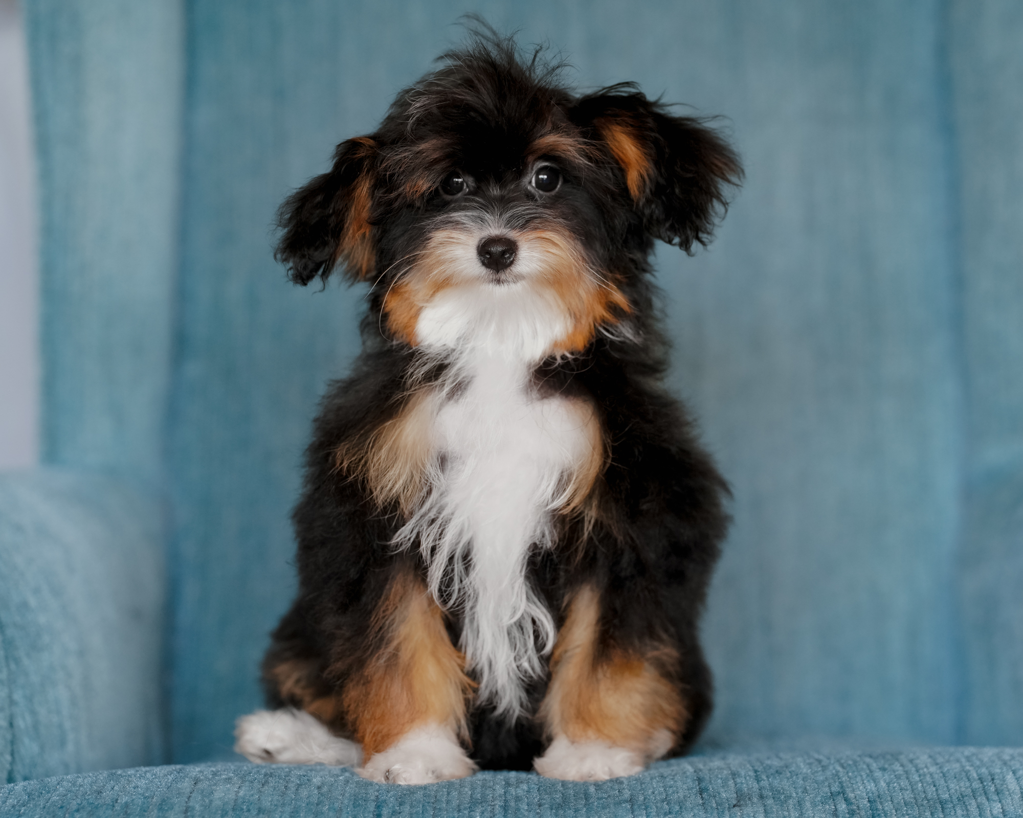 Micro Bernedoodle mom, 11 lbs