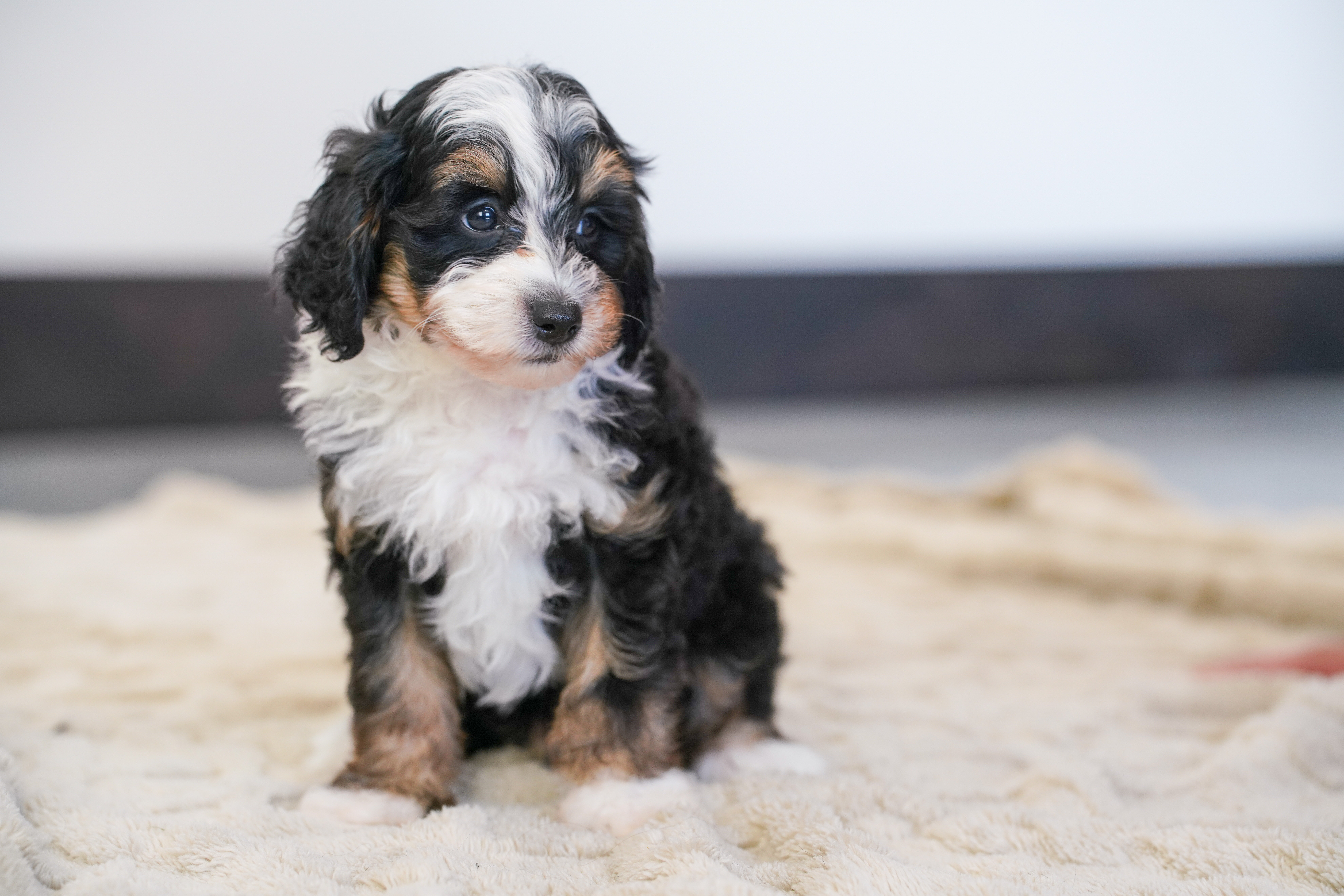 Beau, Tri Colored, boy, Micro Bernedoodle, puppy at Down Home Doodle