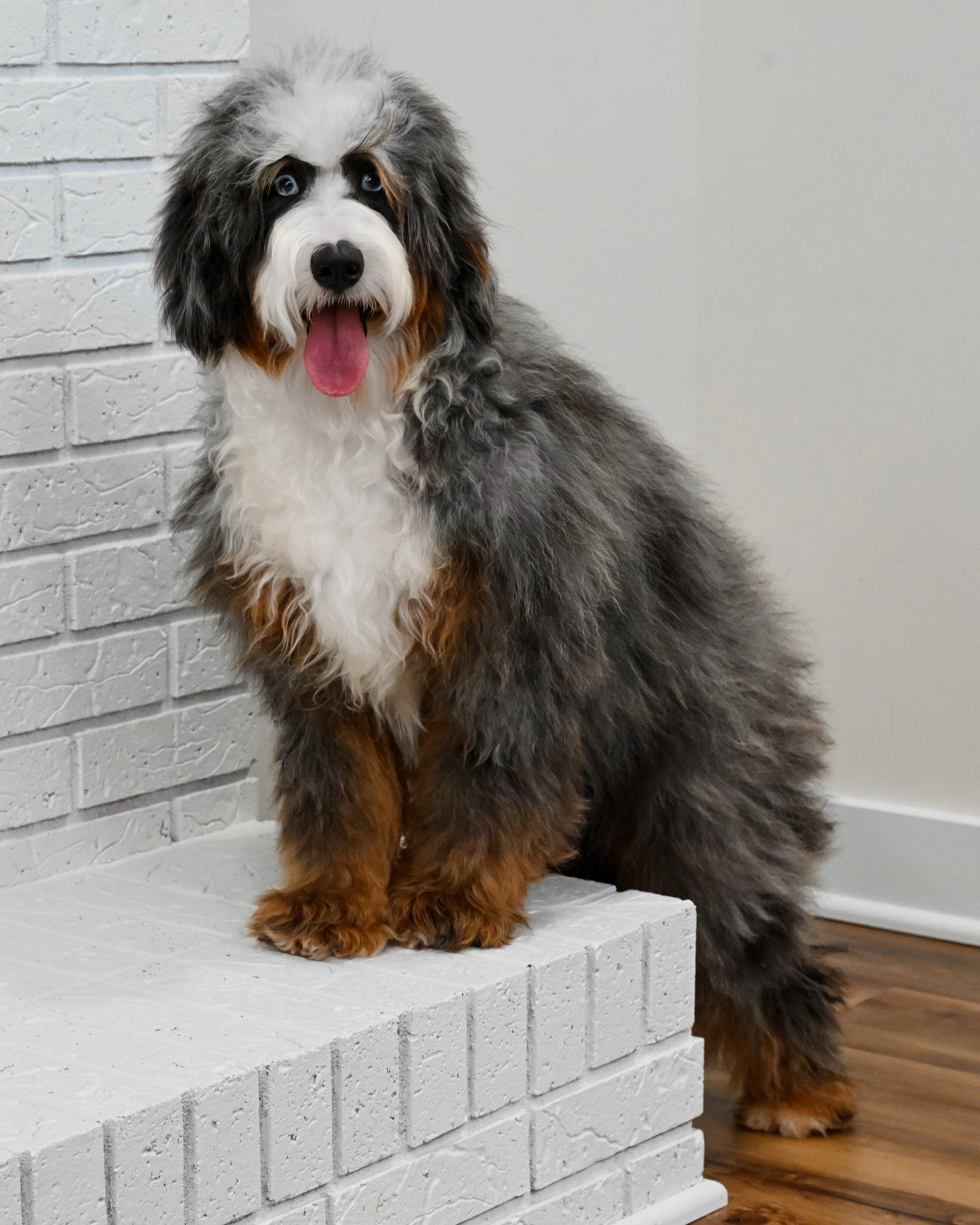 Our beautiful 31-pound Blue Merle Mini Bernedoodle mom, bred here at Down Home Doodle, with a loyal, devoted nature.