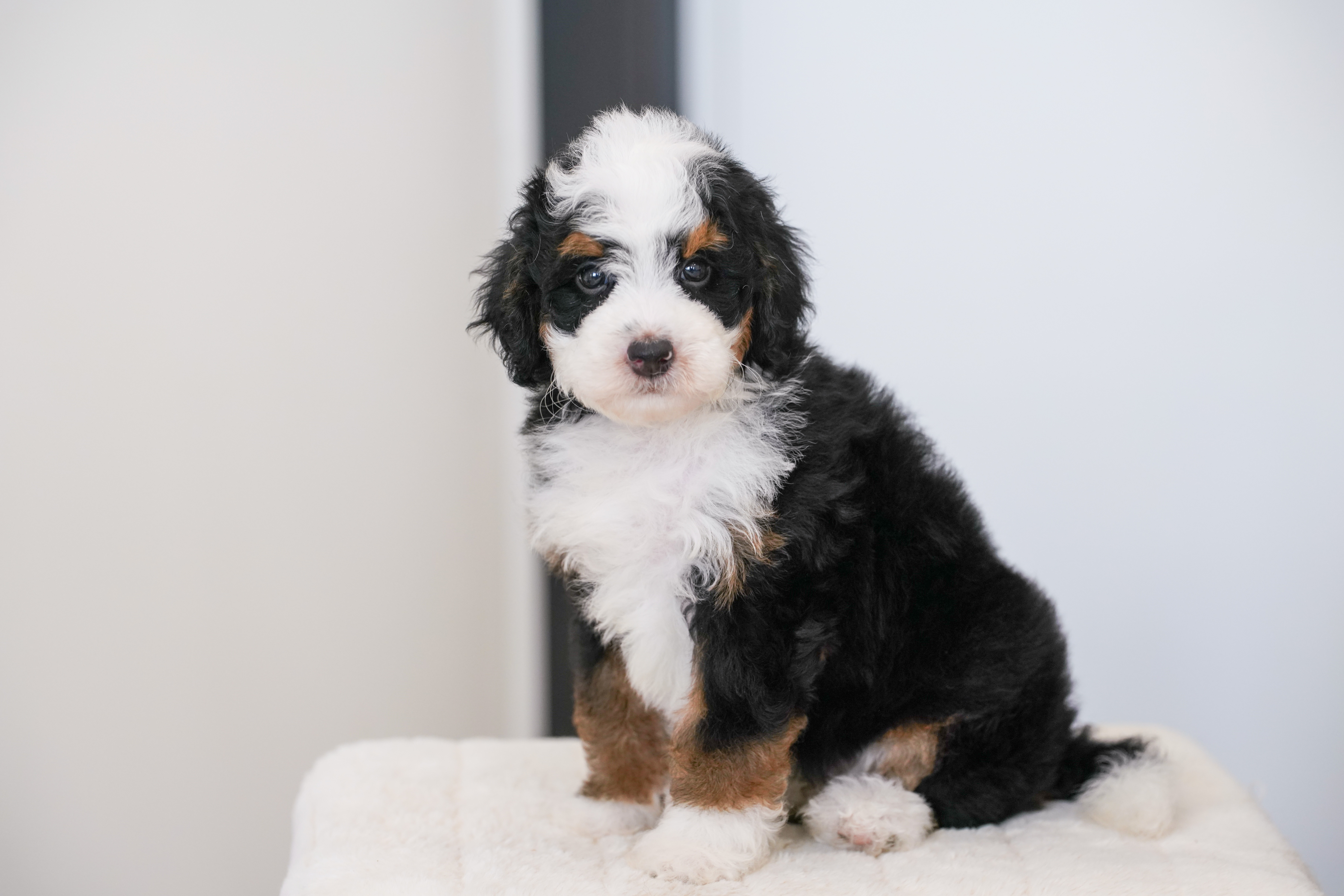 Bunny, Tri Colored, girl, Mini Bernedoodle, puppy at Down Home Doodle