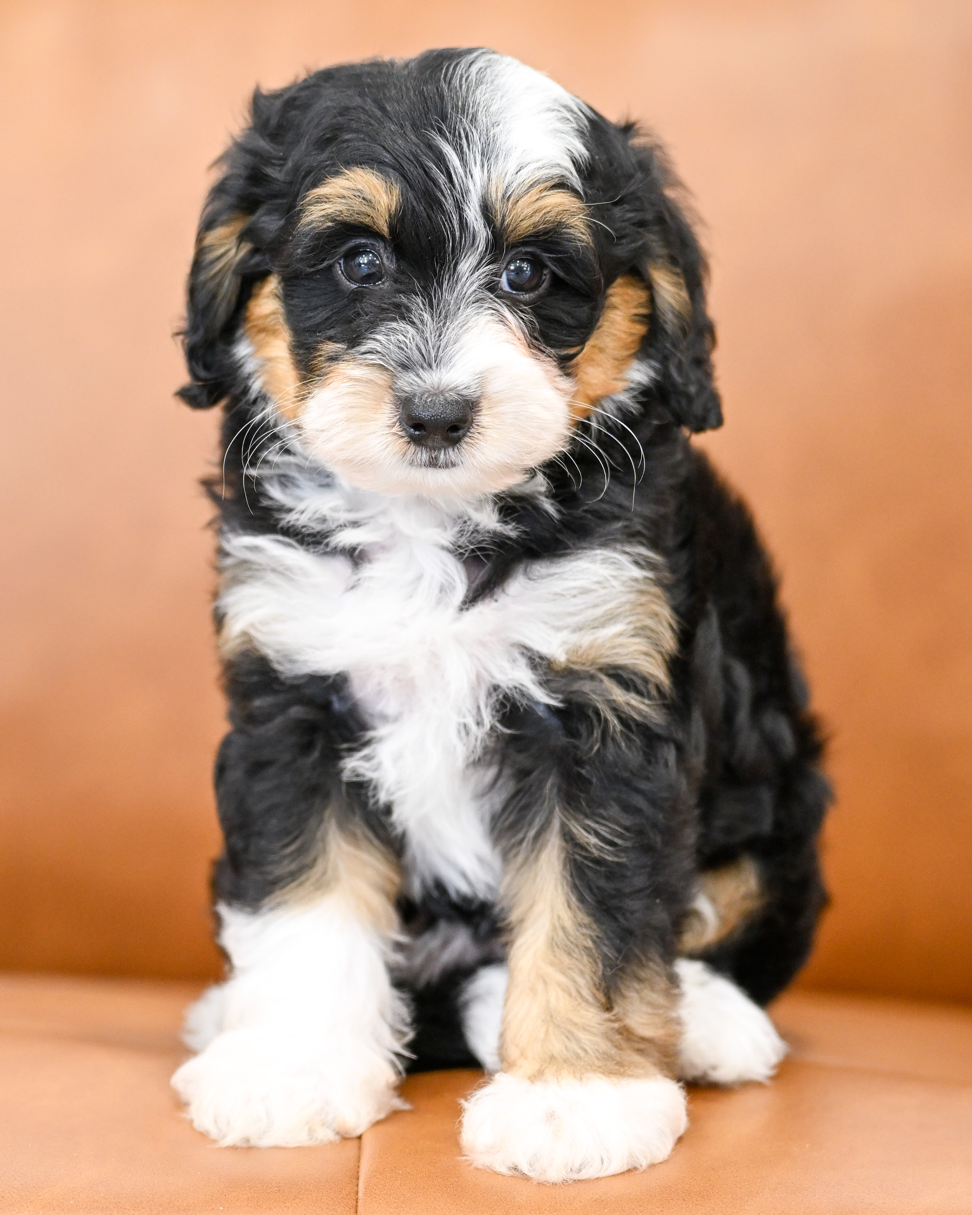 Sylvie, Tri Colored, girl, Micro Bernedoodle, puppy at Down Home Doodle
