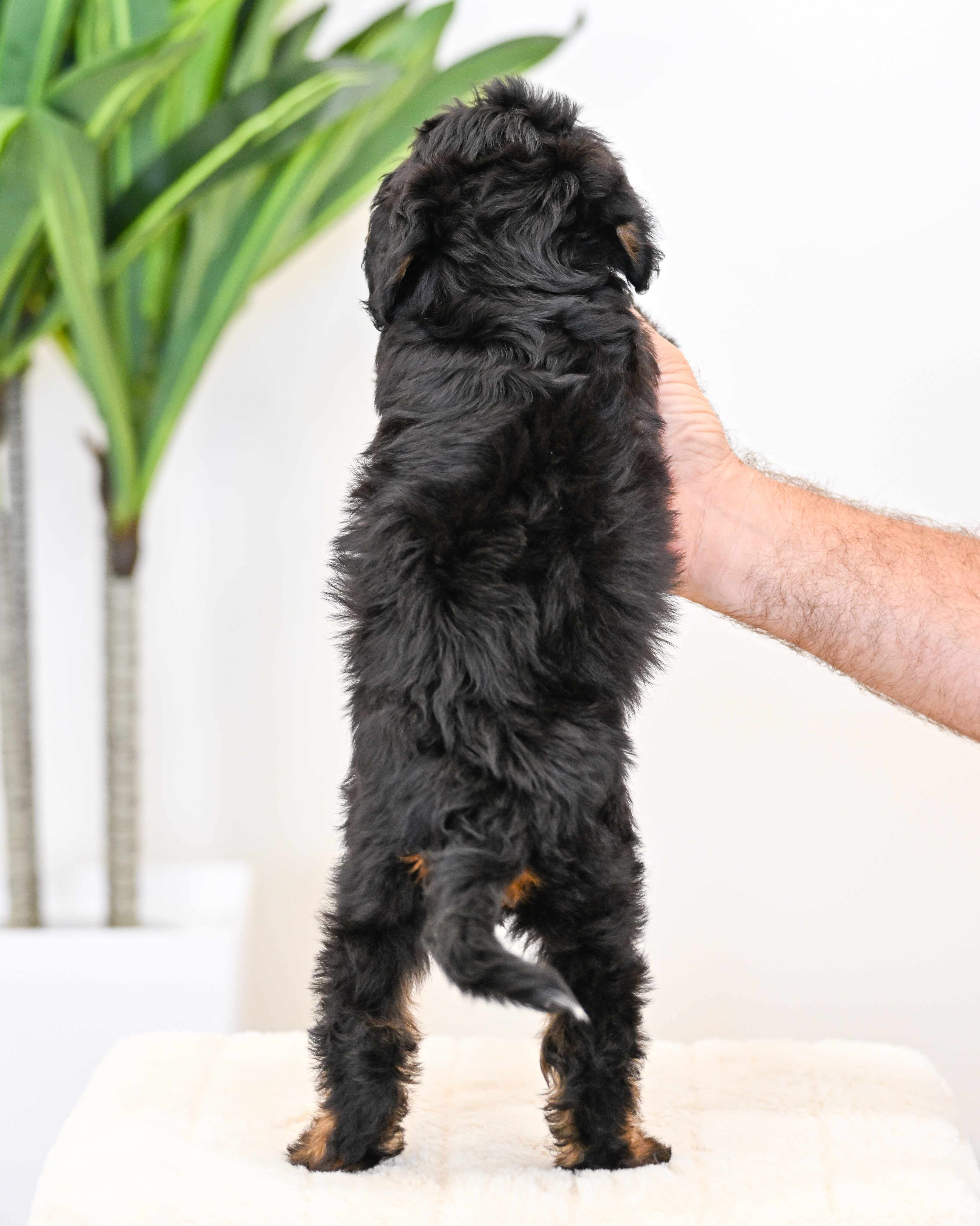Ruffles, Tri Colored, girl, Mini Bernedoodle, puppy at Down Home Doodle