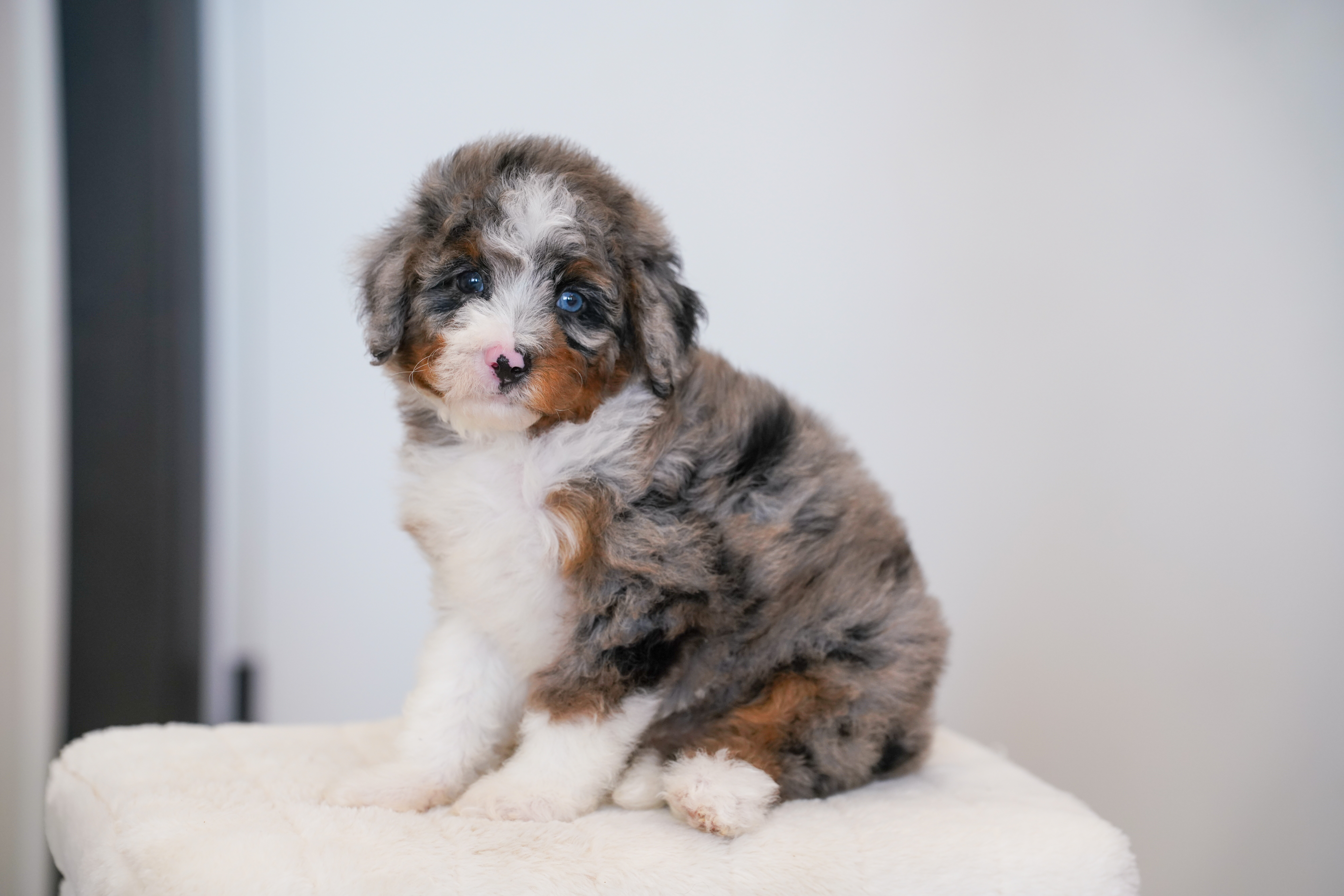 Ena, Merle Tri Colored, girl, Mini Bernedoodle, puppy at Down Home Doodle