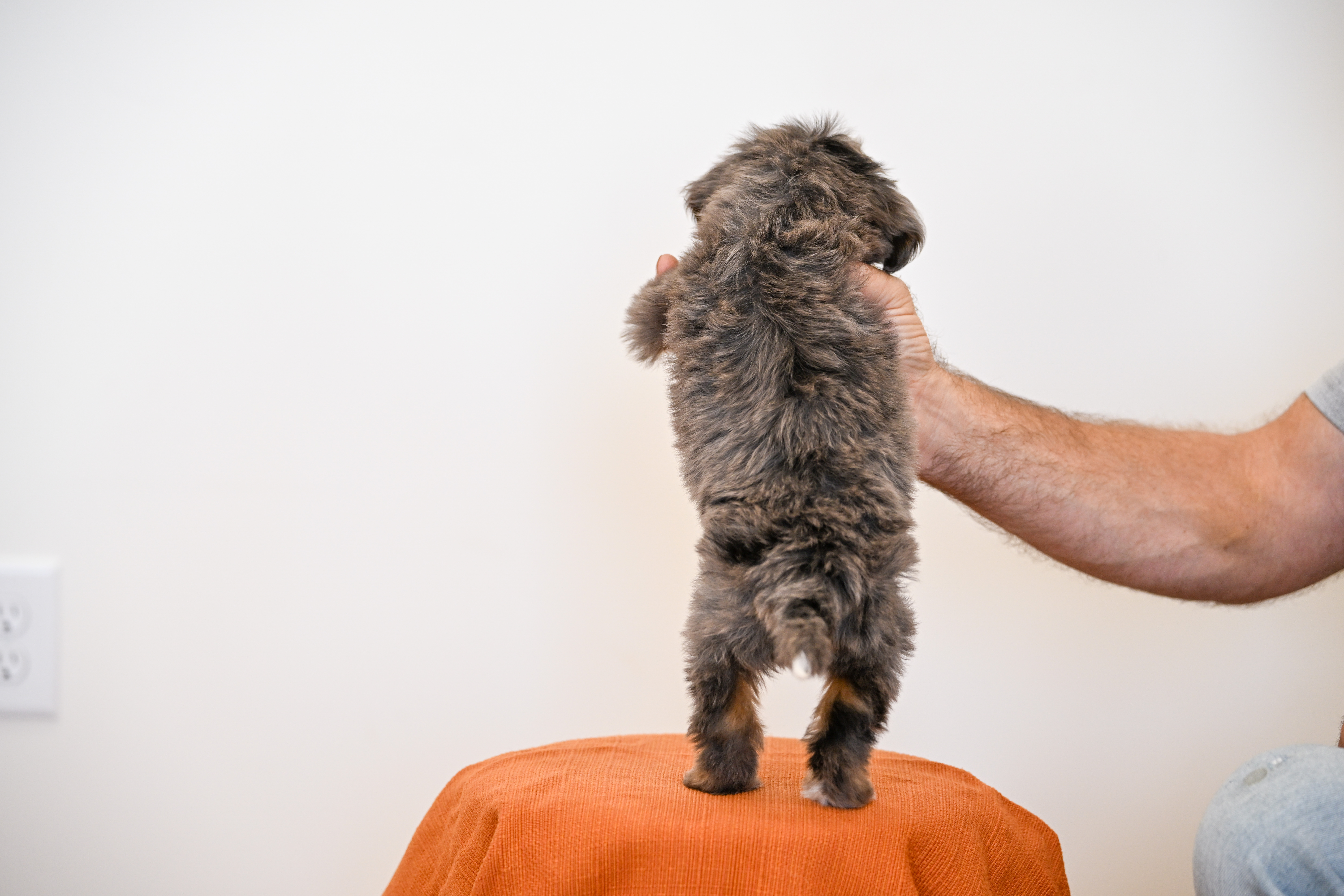 Malibu, Merle Tri Colored, boy, Mini Bernedoodle, puppy at Down Home Doodle