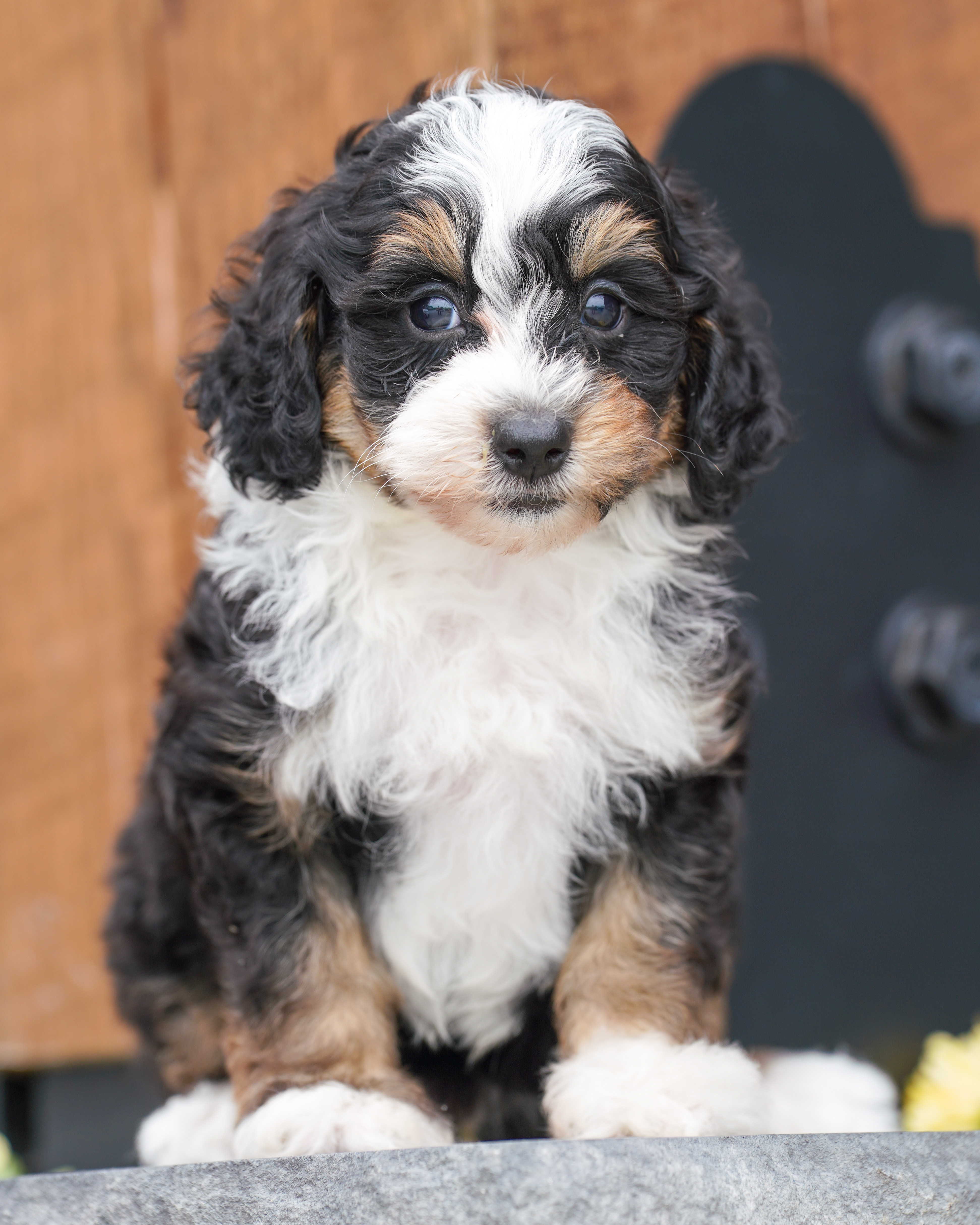 Beau, Tri Colored, boy, Micro Bernedoodle, puppy at Down Home Doodle