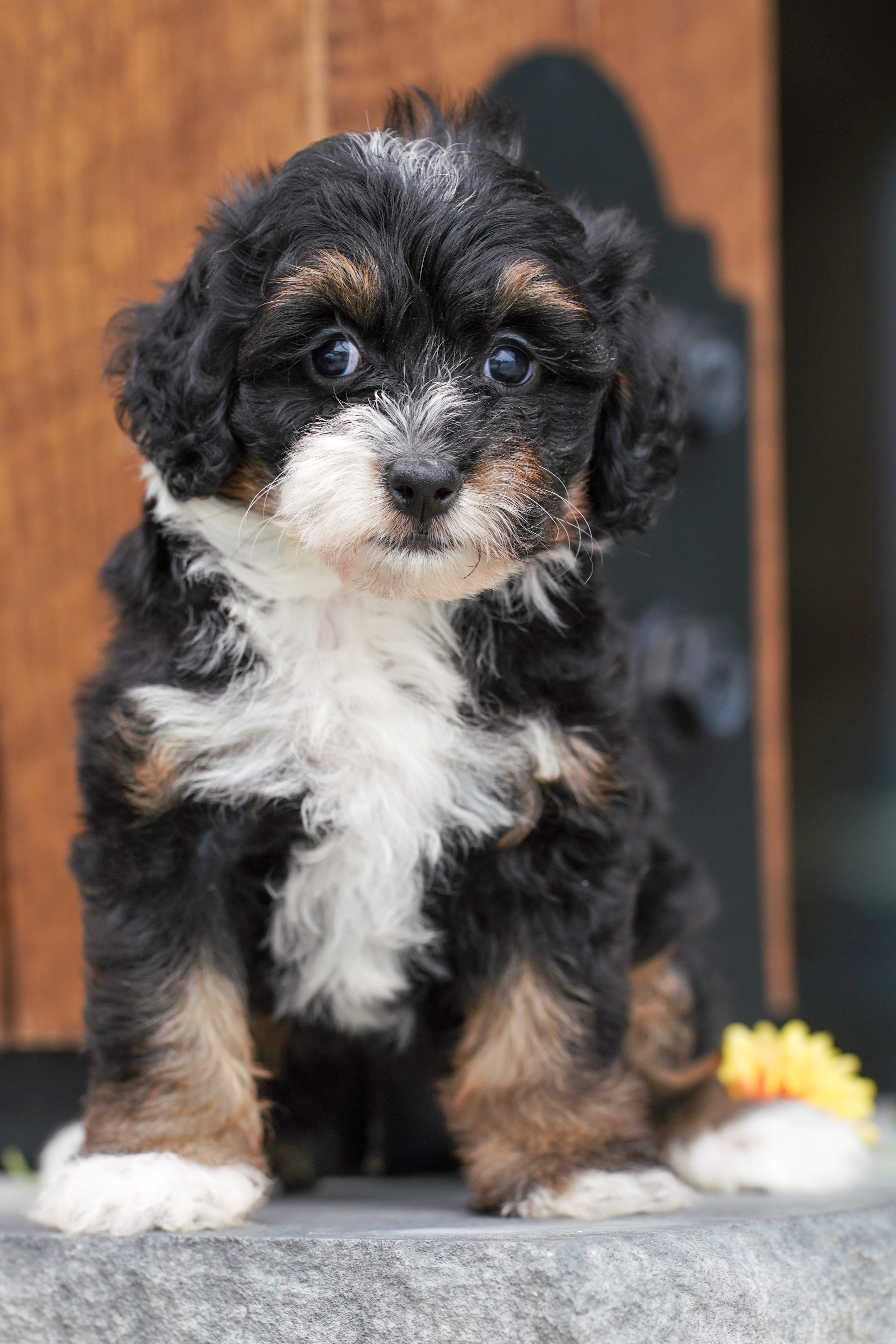 Flora, Tri Colored, girl, Micro Bernedoodle, puppy at Down Home Doodle