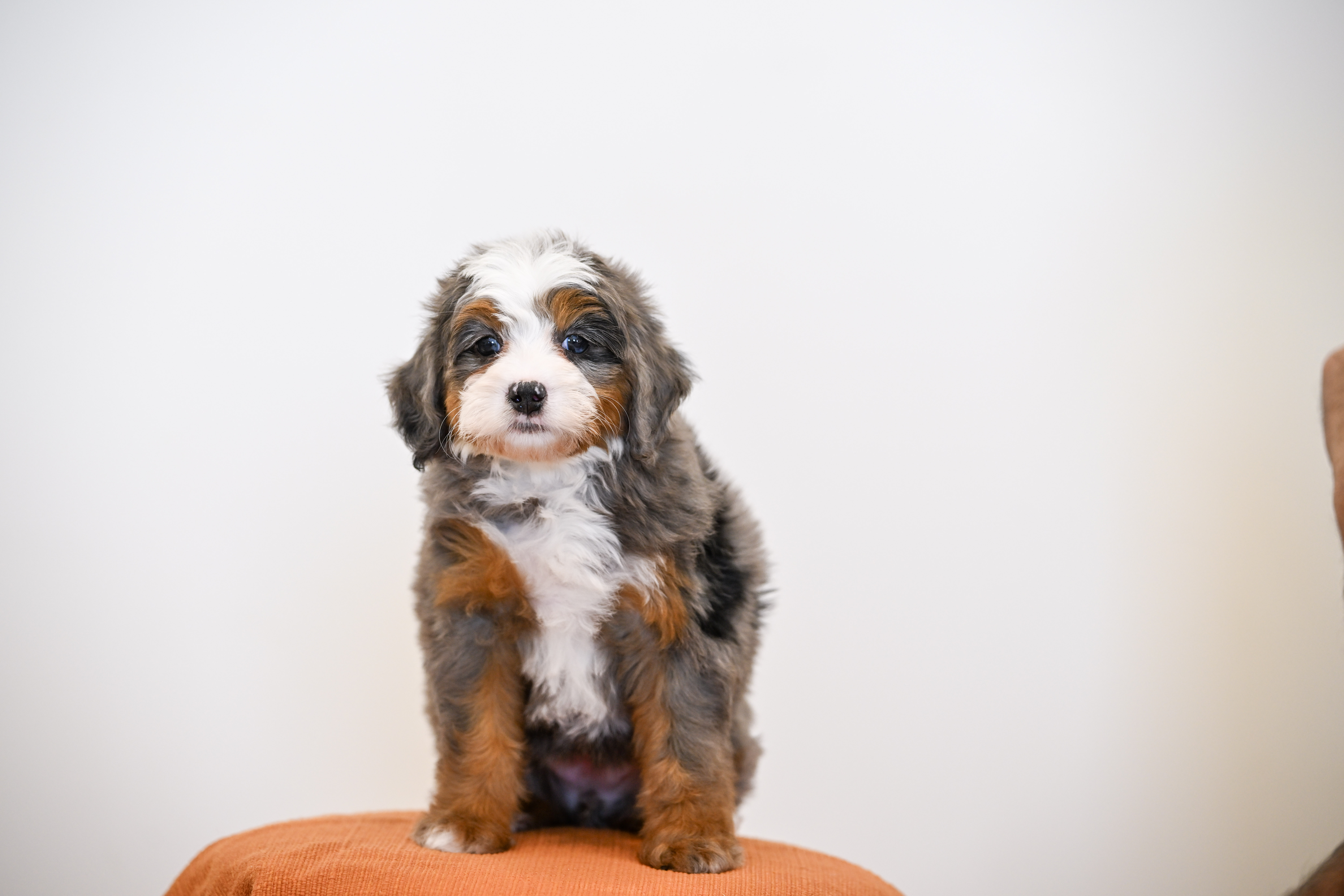 Beverly, Merle Tri Colored, girl, Mini Bernedoodle, puppy at Down Home Doodle