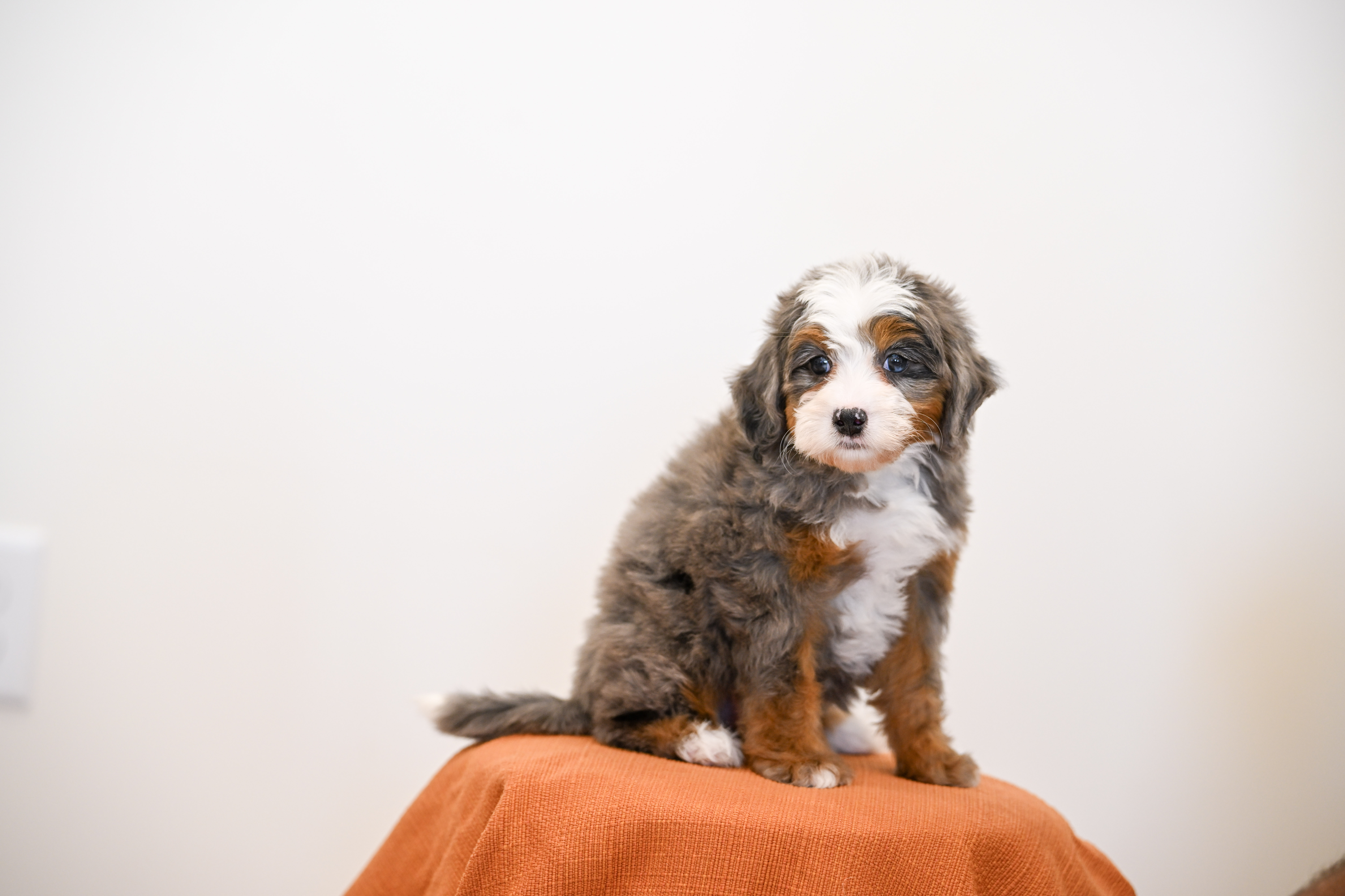 Beverly, Merle Tri Colored, girl, Mini Bernedoodle, puppy at Down Home Doodle