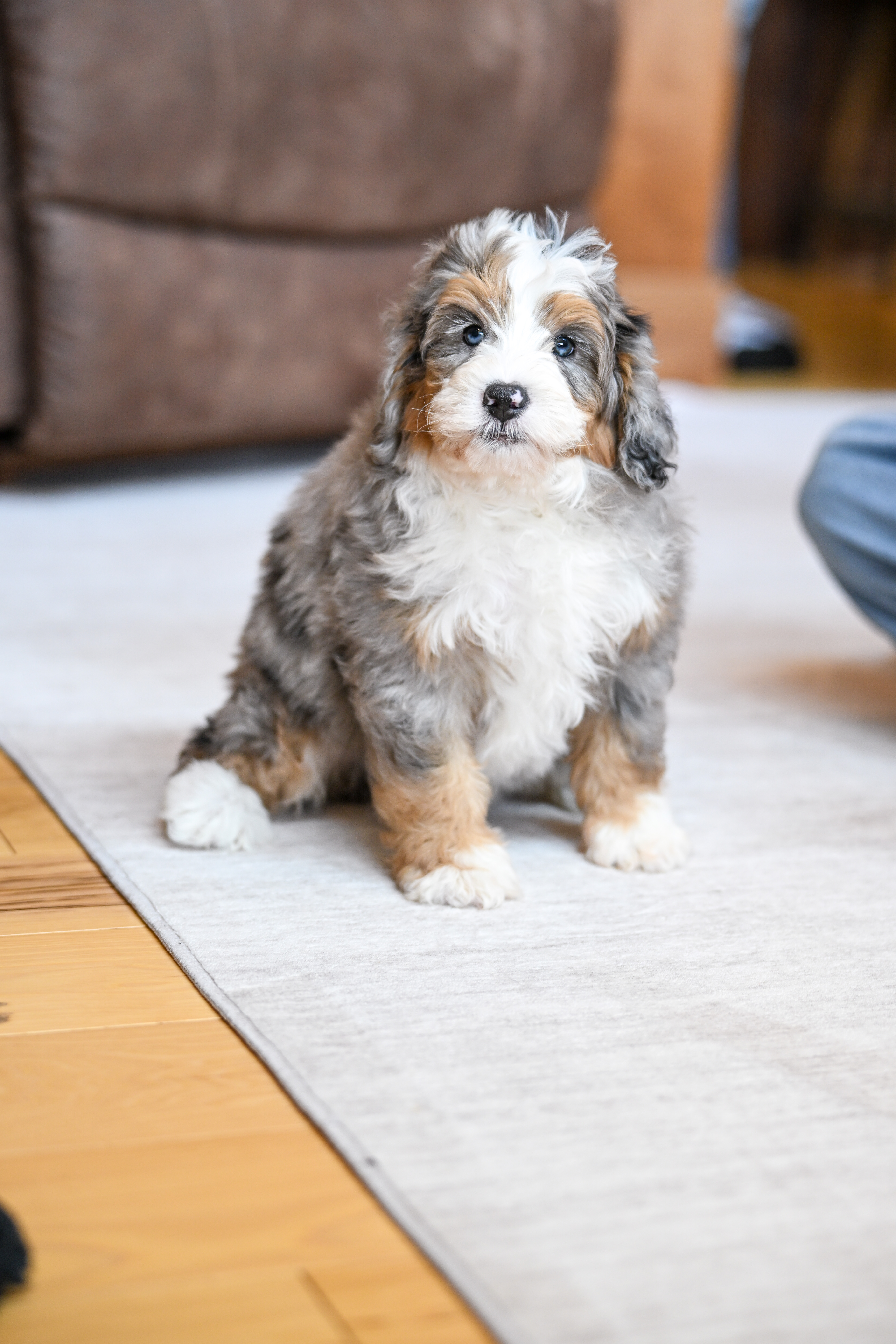 Eric, Merle Tri Colored, boy, Mini Bernedoodle, puppy at Down Home Doodle