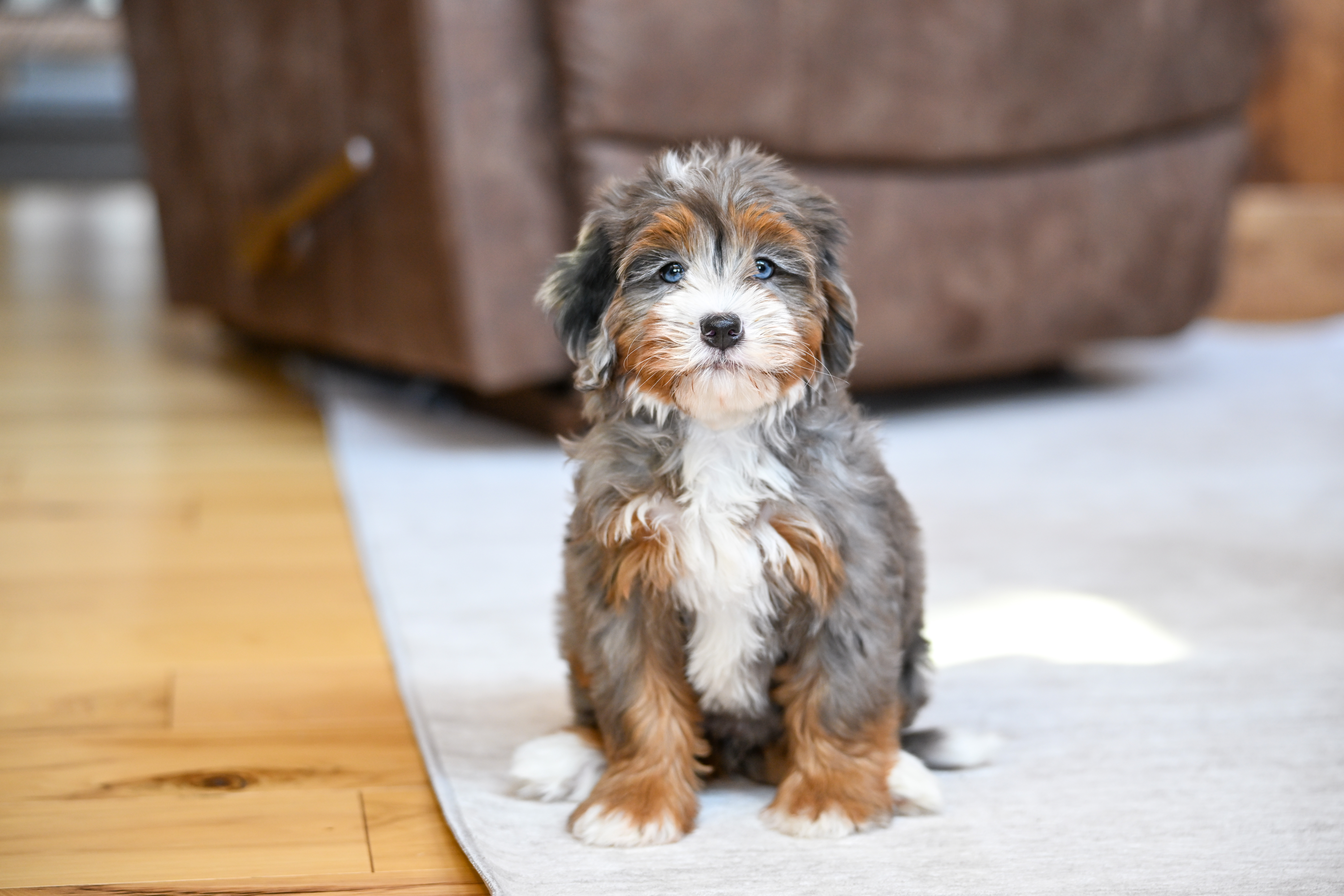 Ariel, Merle Tri Colored, girl, Mini Bernedoodle, puppy at Down Home Doodle