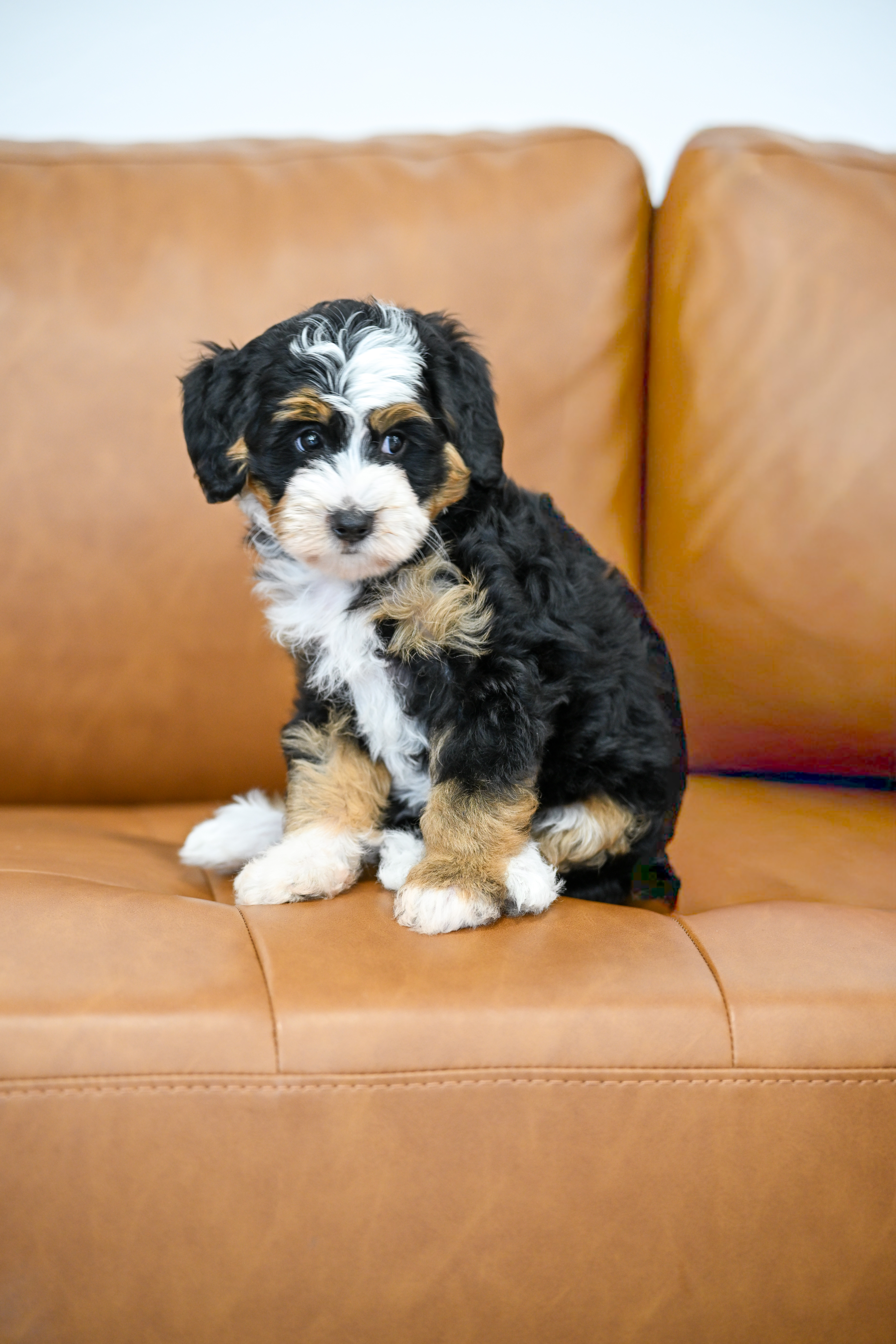Bianca, Tri Colored, girl, Micro Bernedoodle, puppy at Down Home Doodle