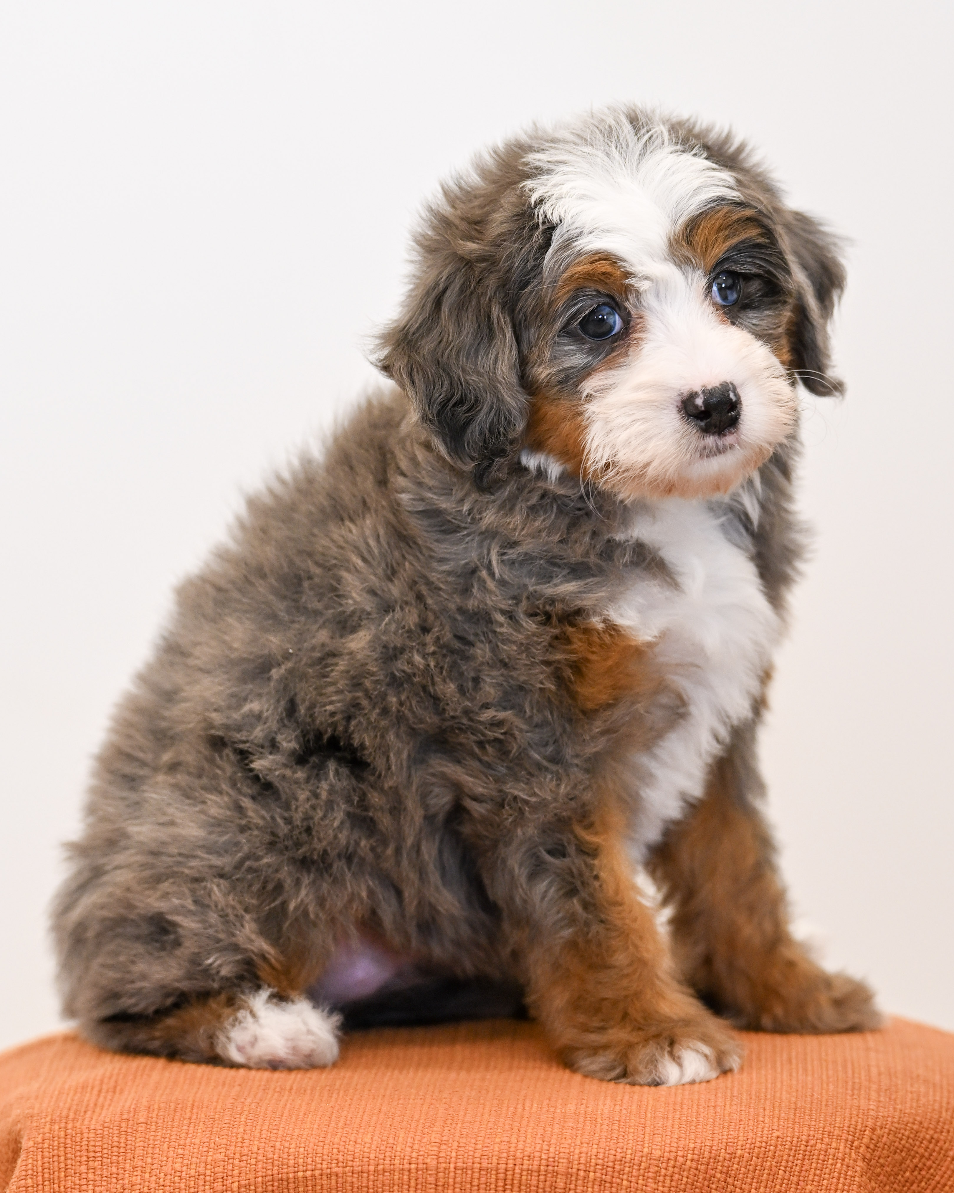 Beverly, Merle Tri Colored, girl, Mini Bernedoodle, puppy at Down Home Doodle