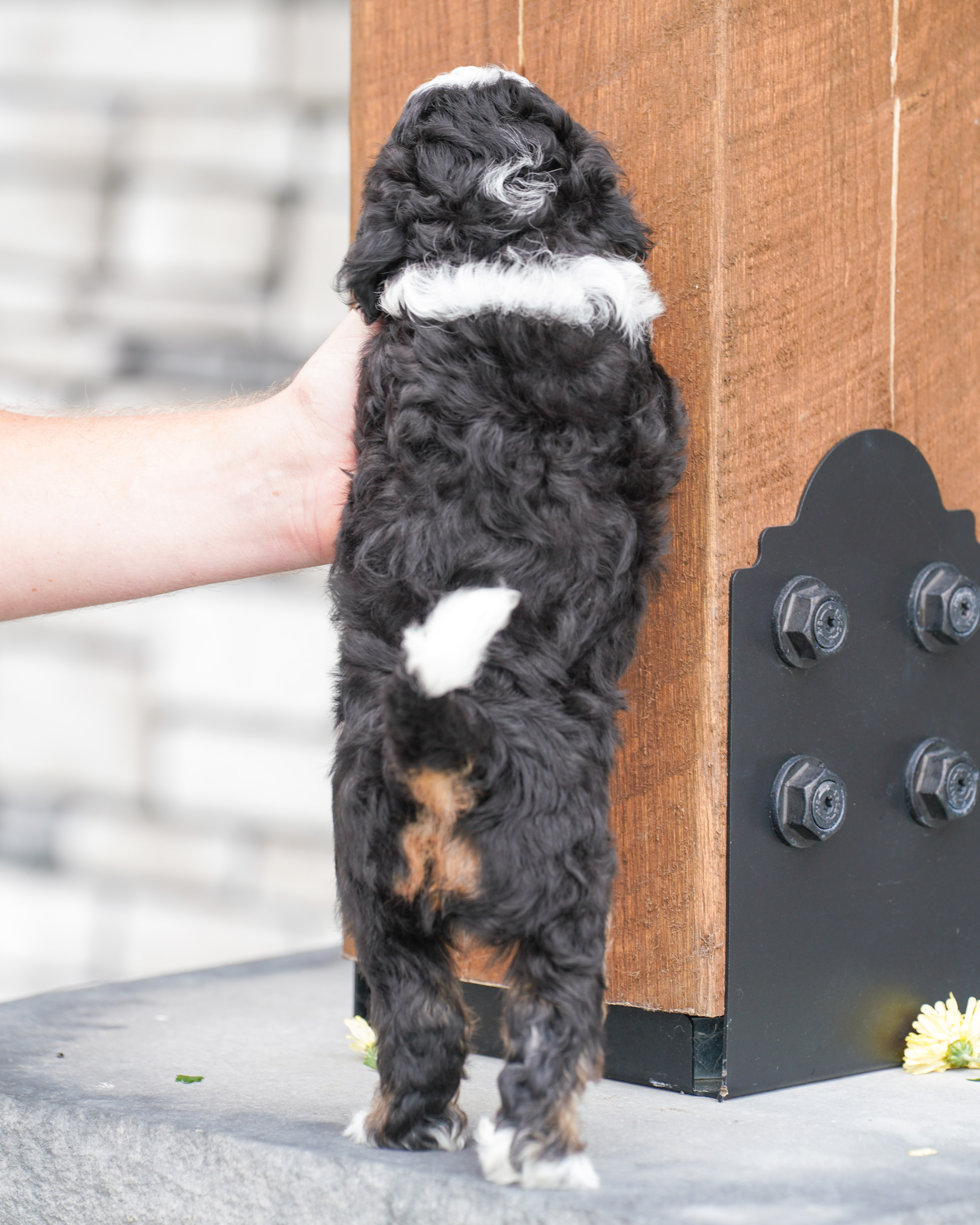 Beau, Tri Colored, boy, Micro Bernedoodle, puppy at Down Home Doodle