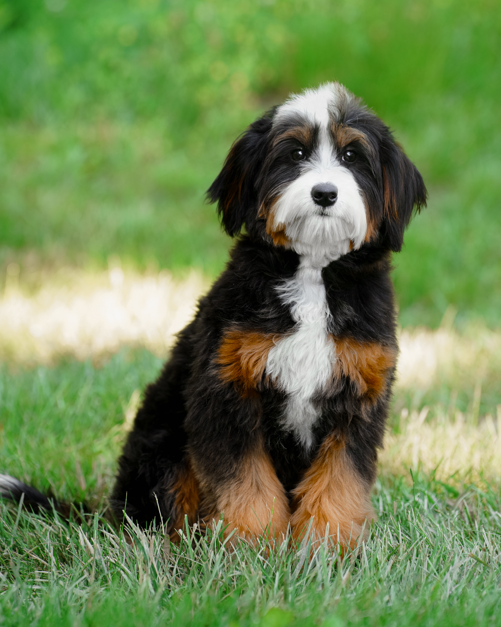 Sangria, Bernedoodle mom at Down Home Doodle