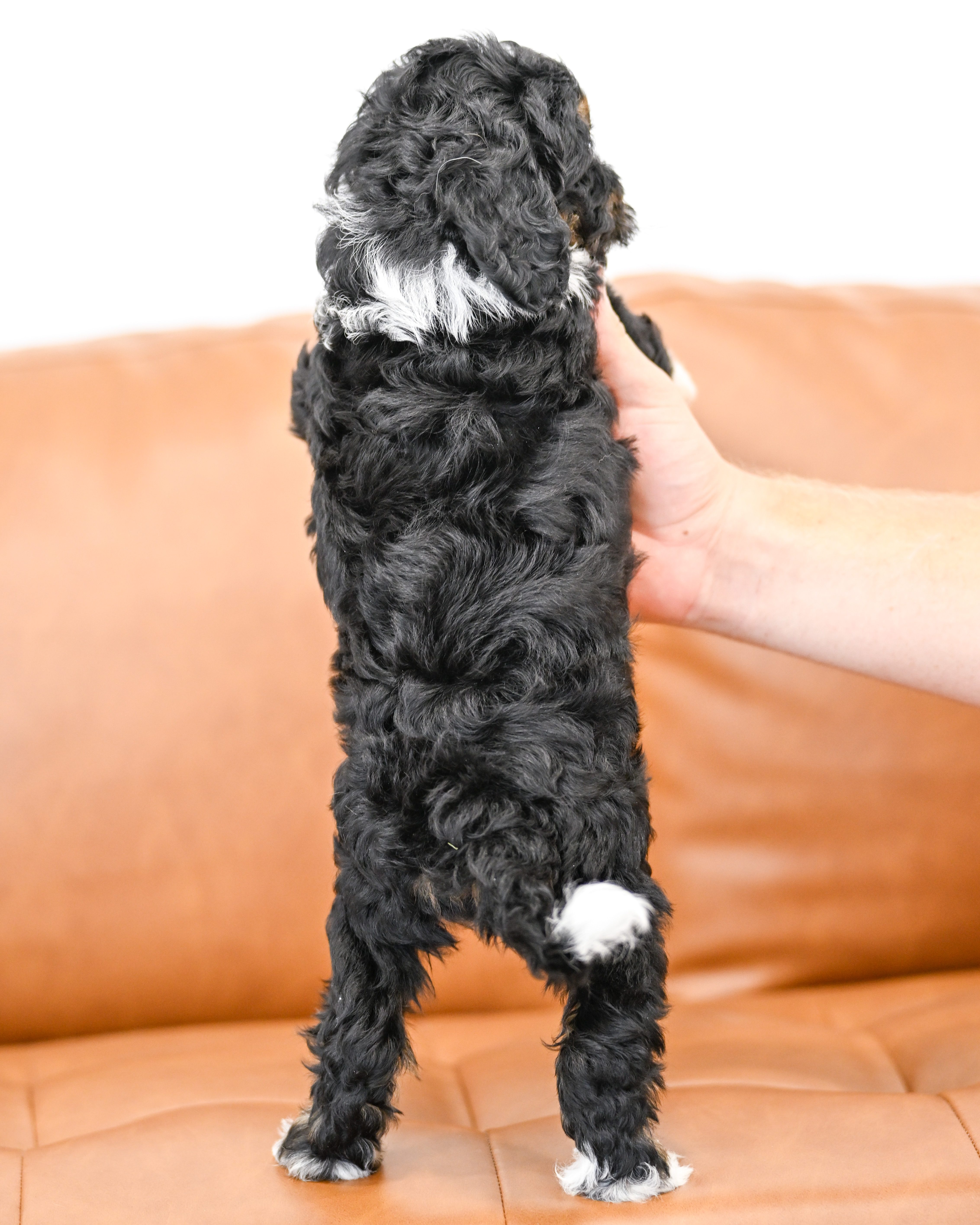 Colette, Tri Colored, girl, Micro Bernedoodle, puppy at Down Home Doodle