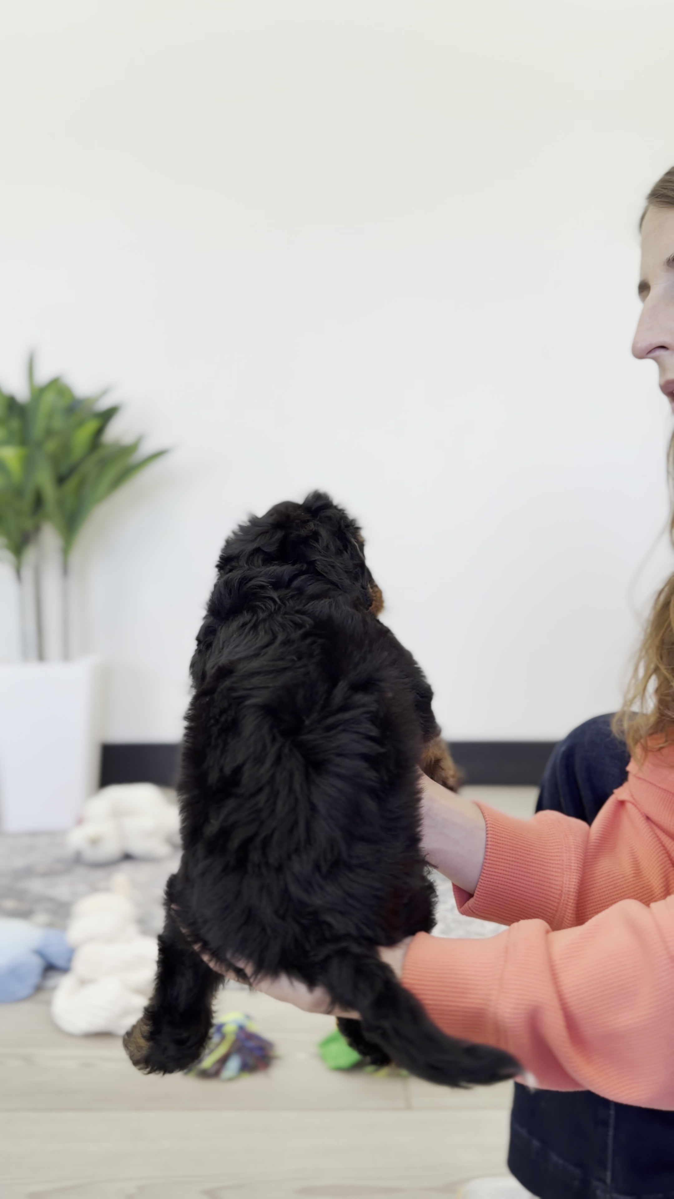 Ruffles, Tri Colored, girl, Mini Bernedoodle, puppy at Down Home Doodle