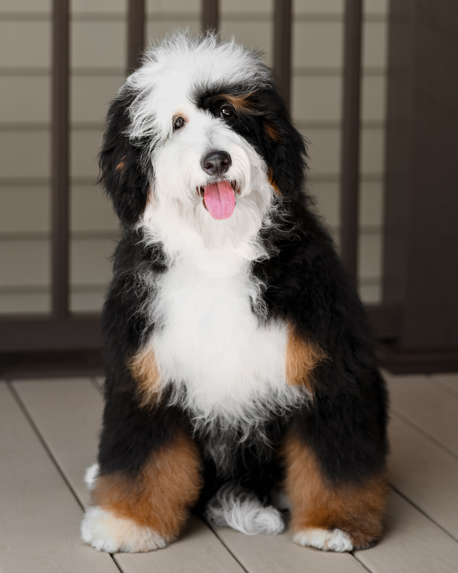 Our breathtaking 32-pound Mini Bernedoodle mom with distinctive facial markings, a plush wavy coat, and a remarkably gentle, easygoing temperament.