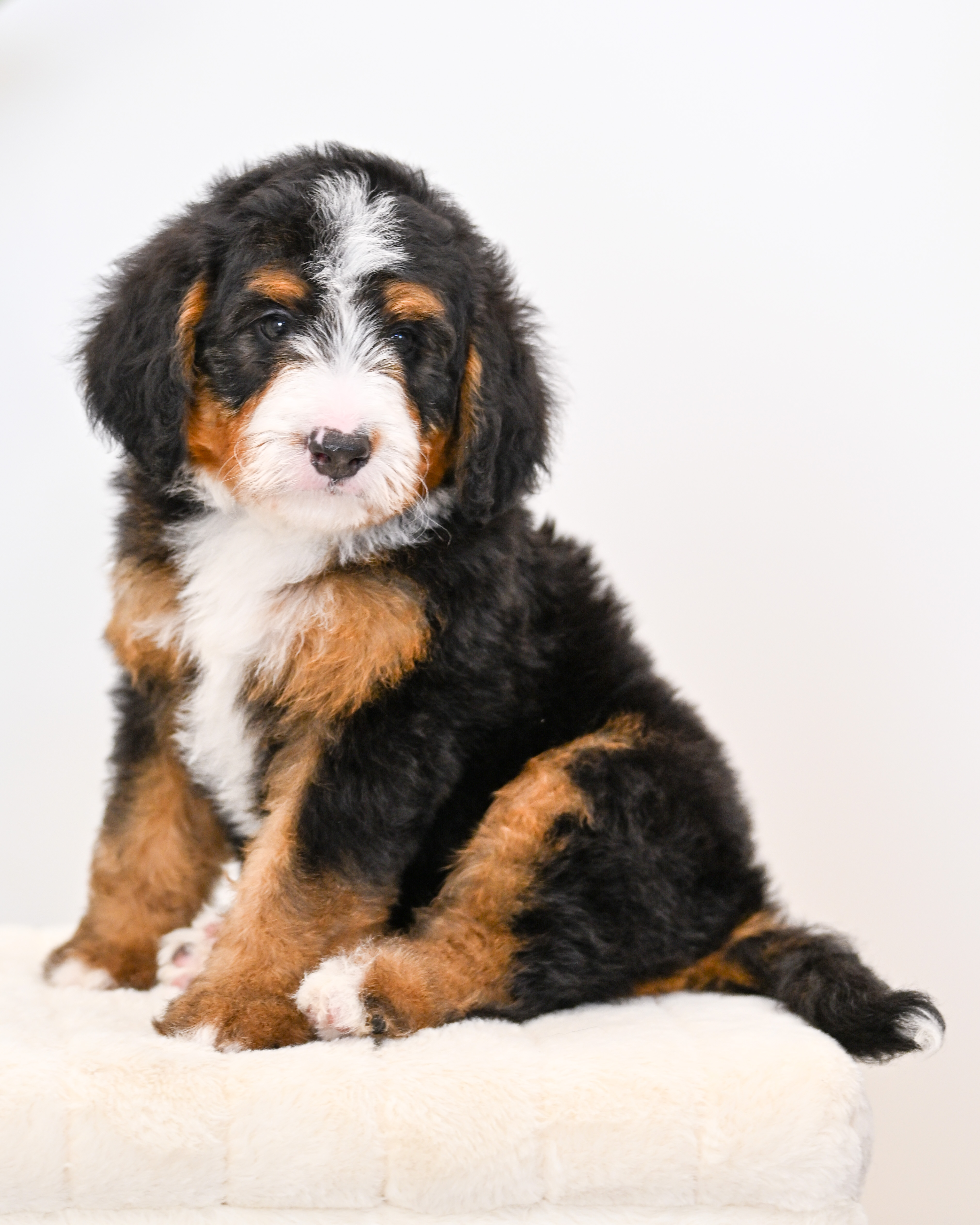 Cheeto, Tri Colored, boy, Mini Bernedoodle, puppy at Down Home Doodle