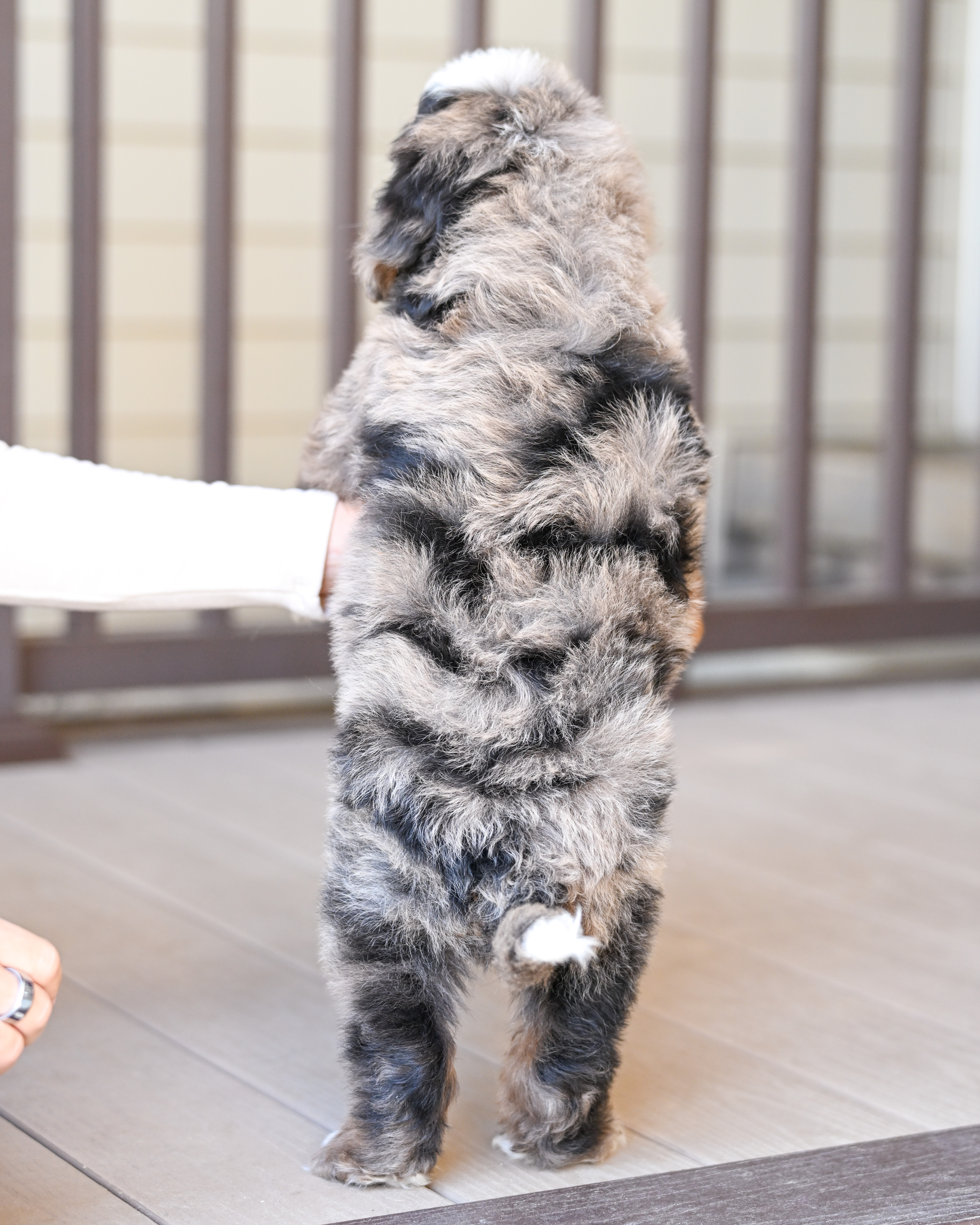 Vance, Merle Tri Colored, boy, Mini Bernedoodle, puppy at Down Home Doodle