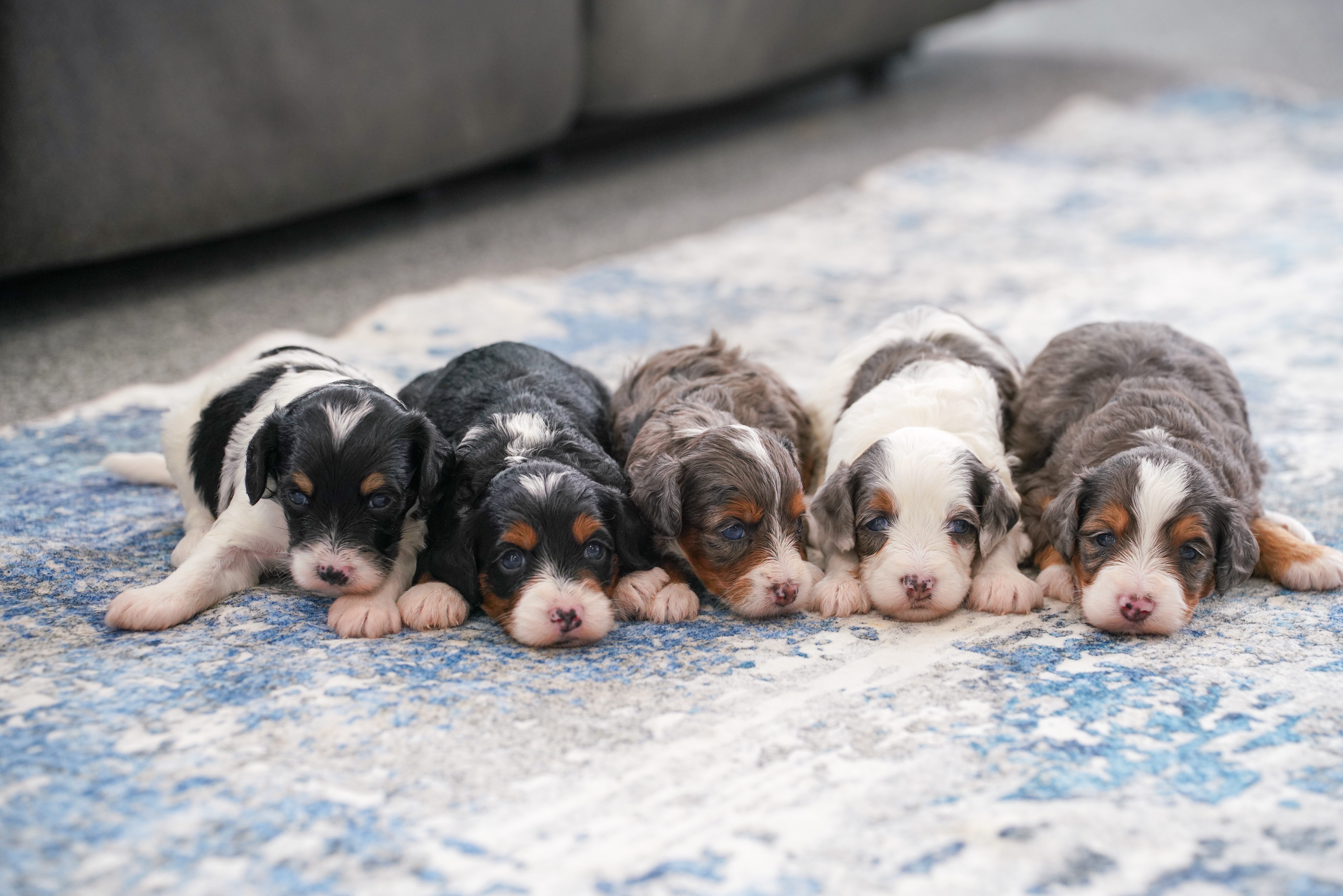 Peter Pan Litter at Down Home Doodle