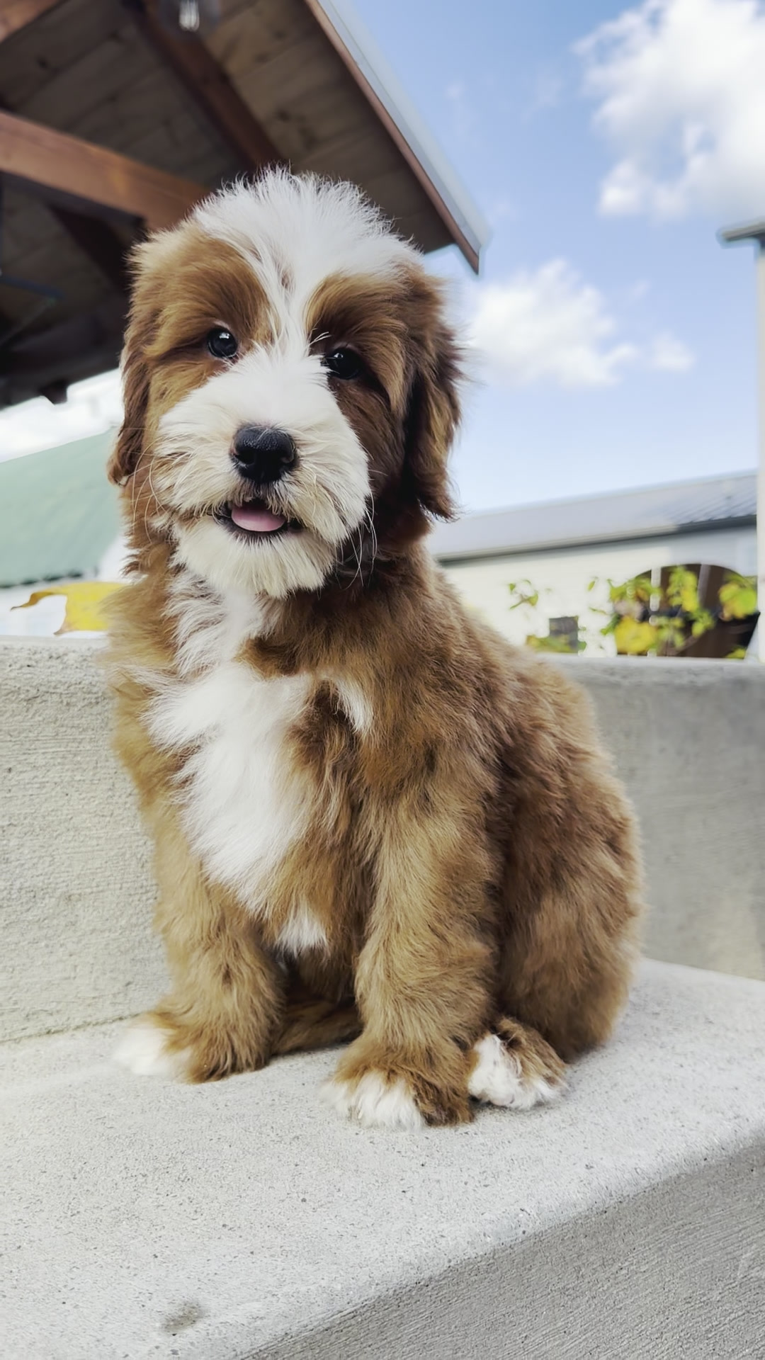 Tulsa, Red and White Mini Bernedoodle puppy