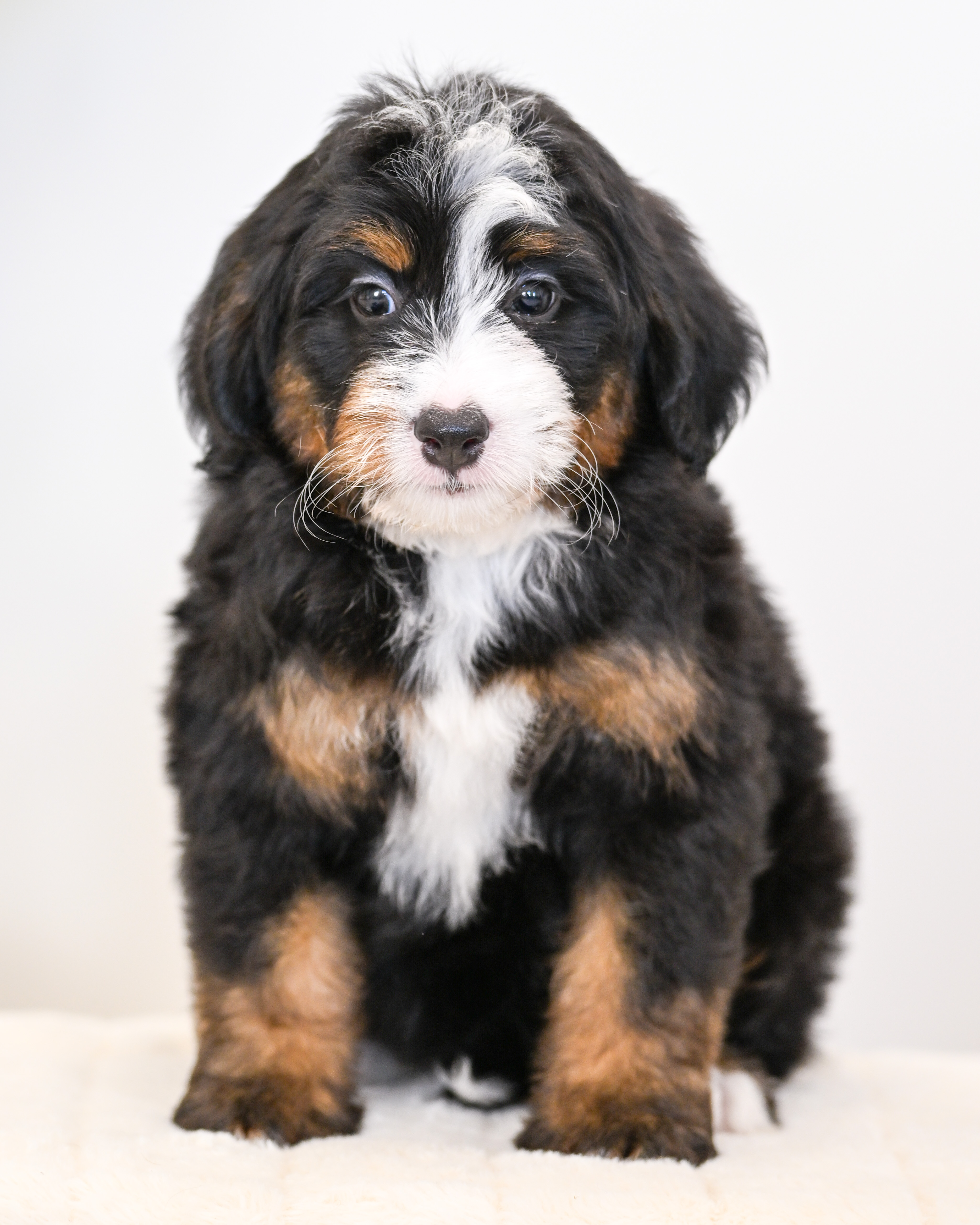 Goldie, Tri Colored Mini Bernedoodle puppy