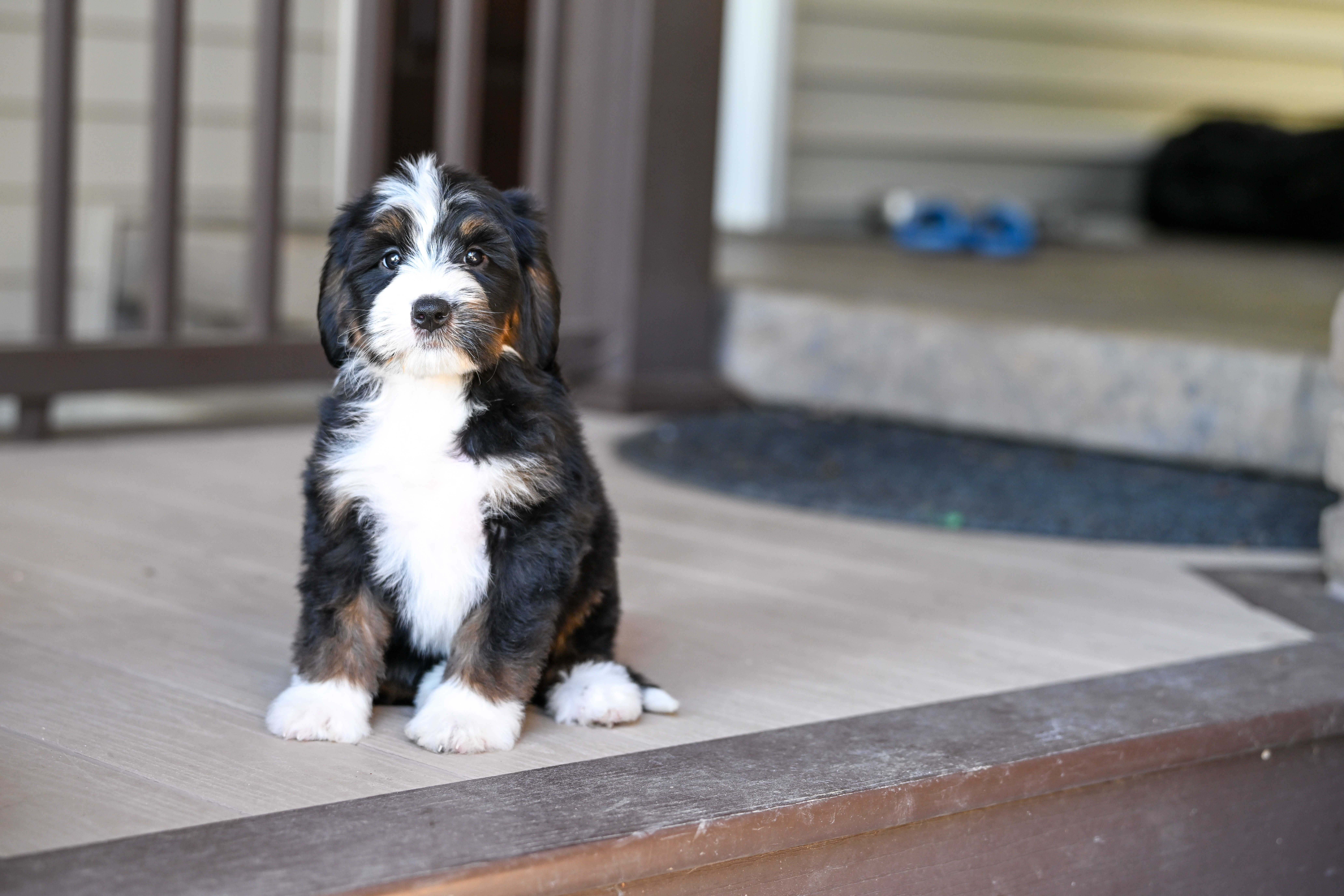 Laura, Tri Colored, girl, Mini Bernedoodle, puppy at Down Home Doodle