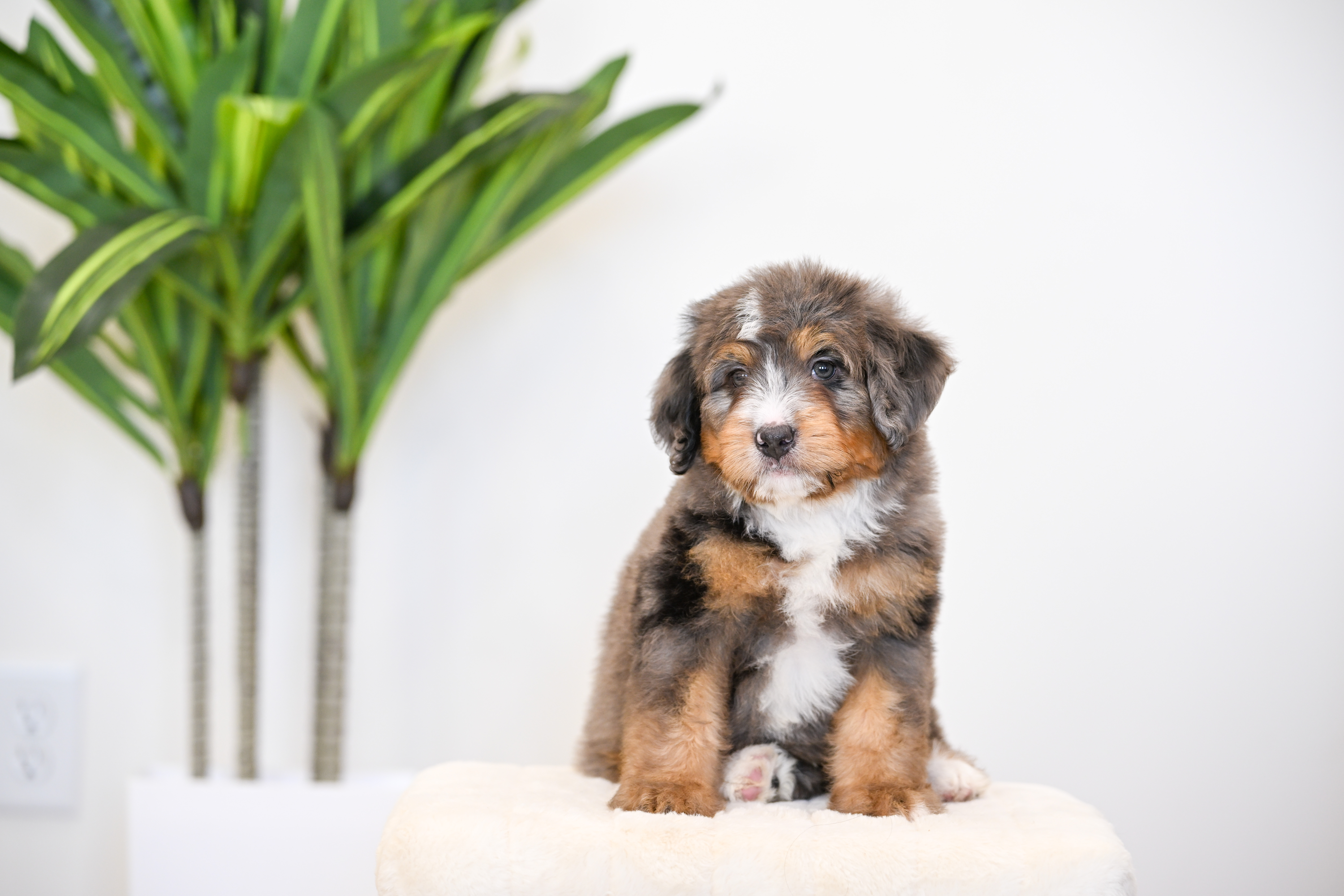 Frito, Merle Tri Colored, boy, Mini Bernedoodle, puppy at Down Home Doodle