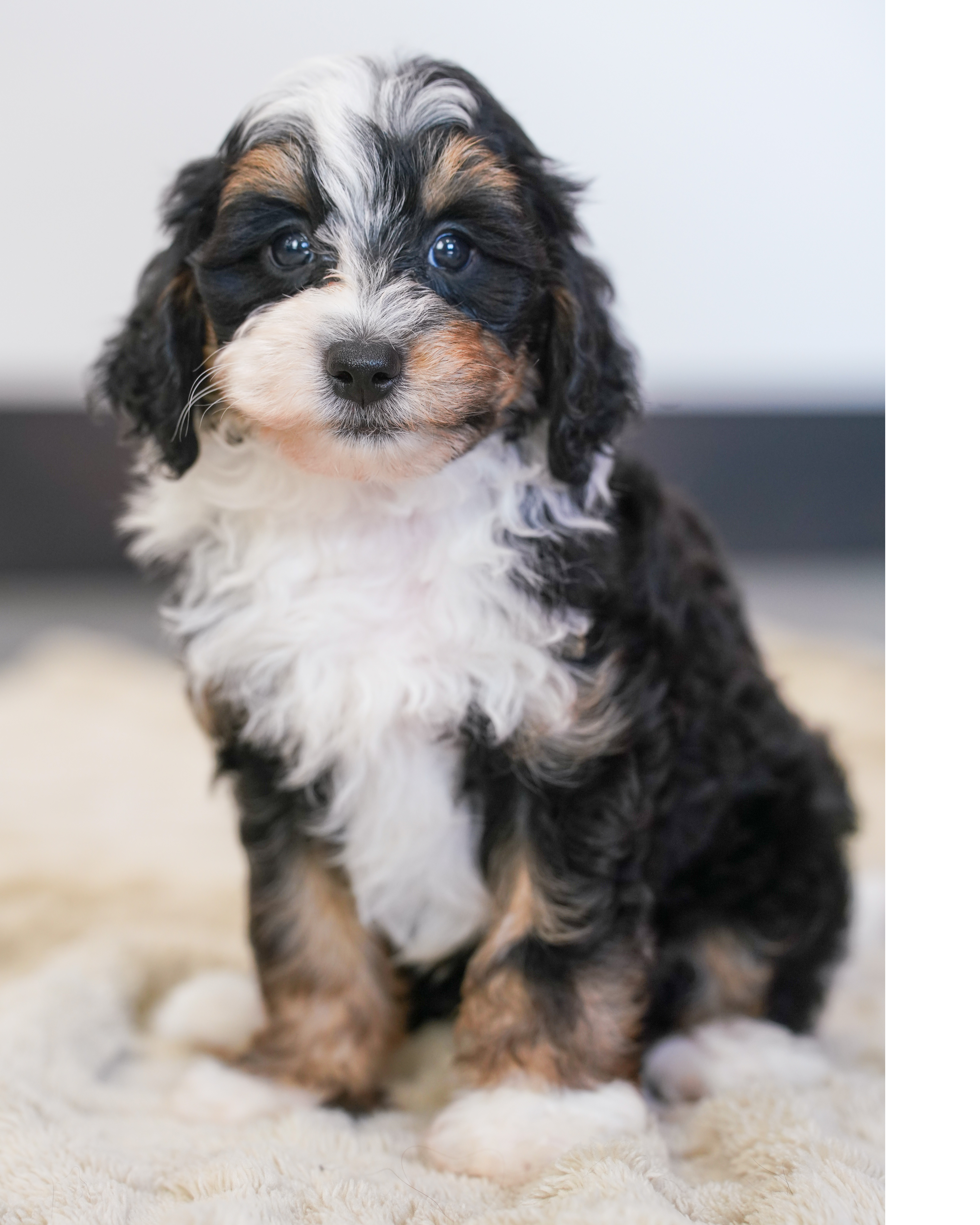 Beau, Tri Colored, boy, Micro Bernedoodle, puppy at Down Home Doodle