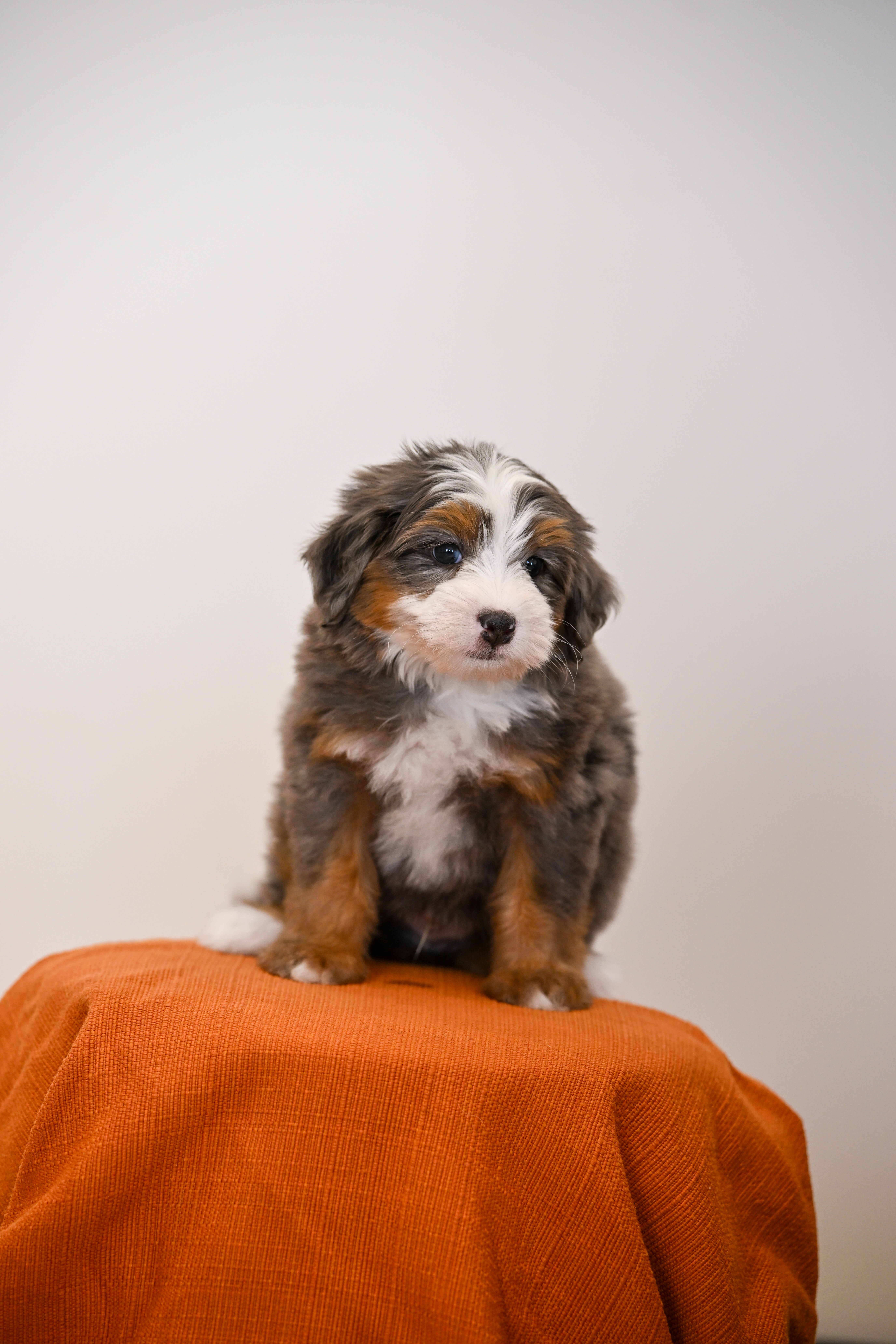 Melrose, Merle Tri Colored Mini Bernedoodle puppy