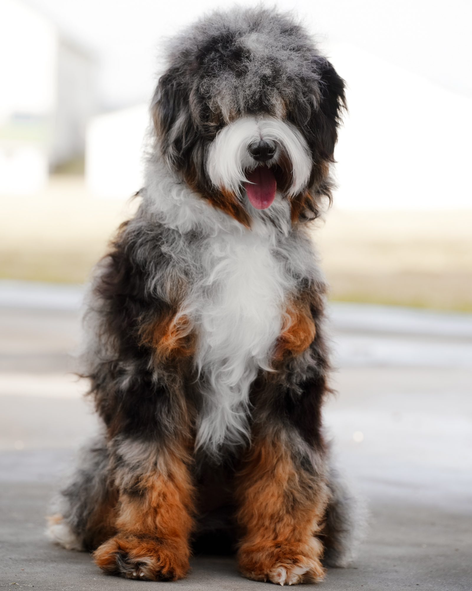 Comet, photo 2