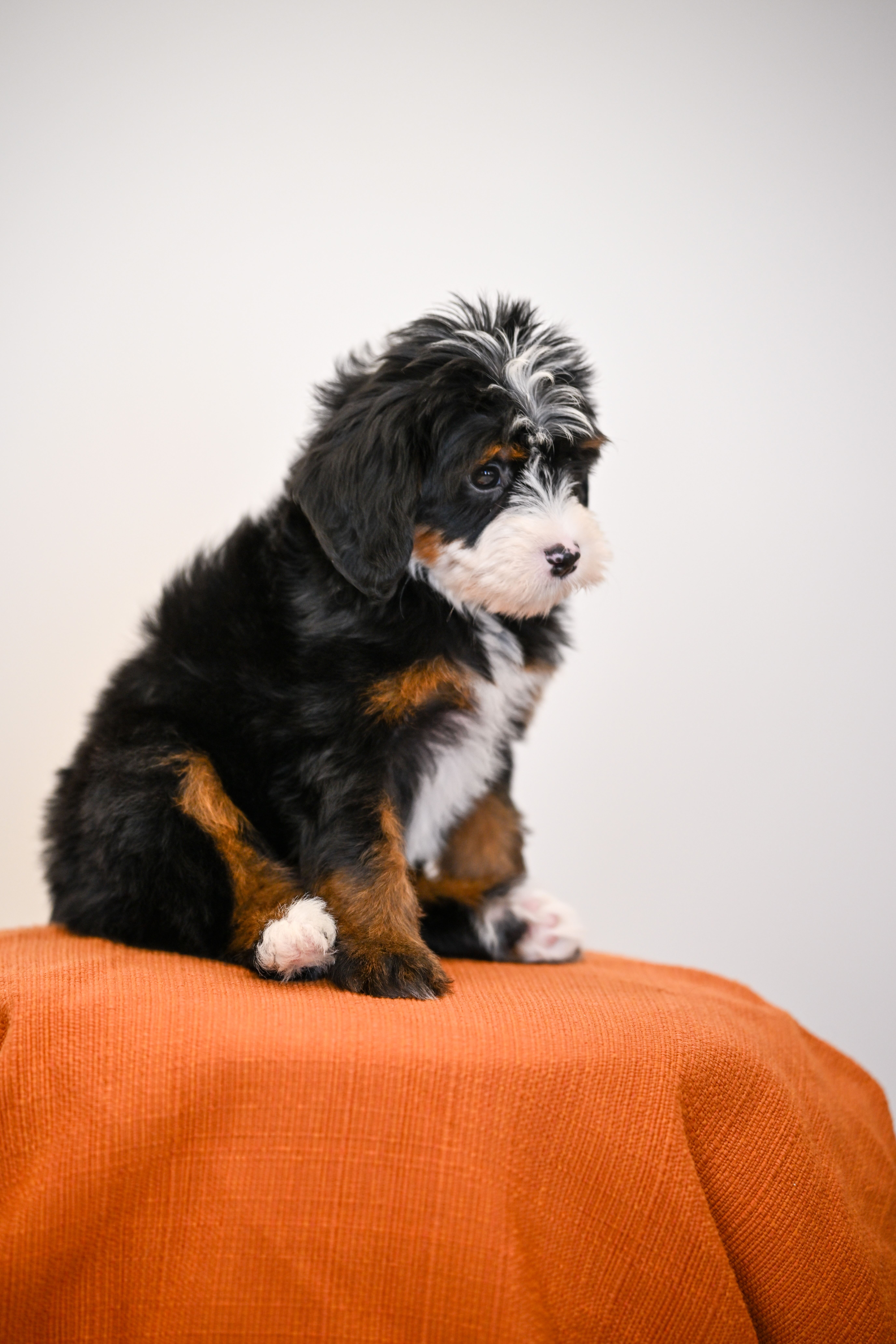 Laurel, Tri Colored, girl, Mini Bernedoodle, puppy at Down Home Doodle