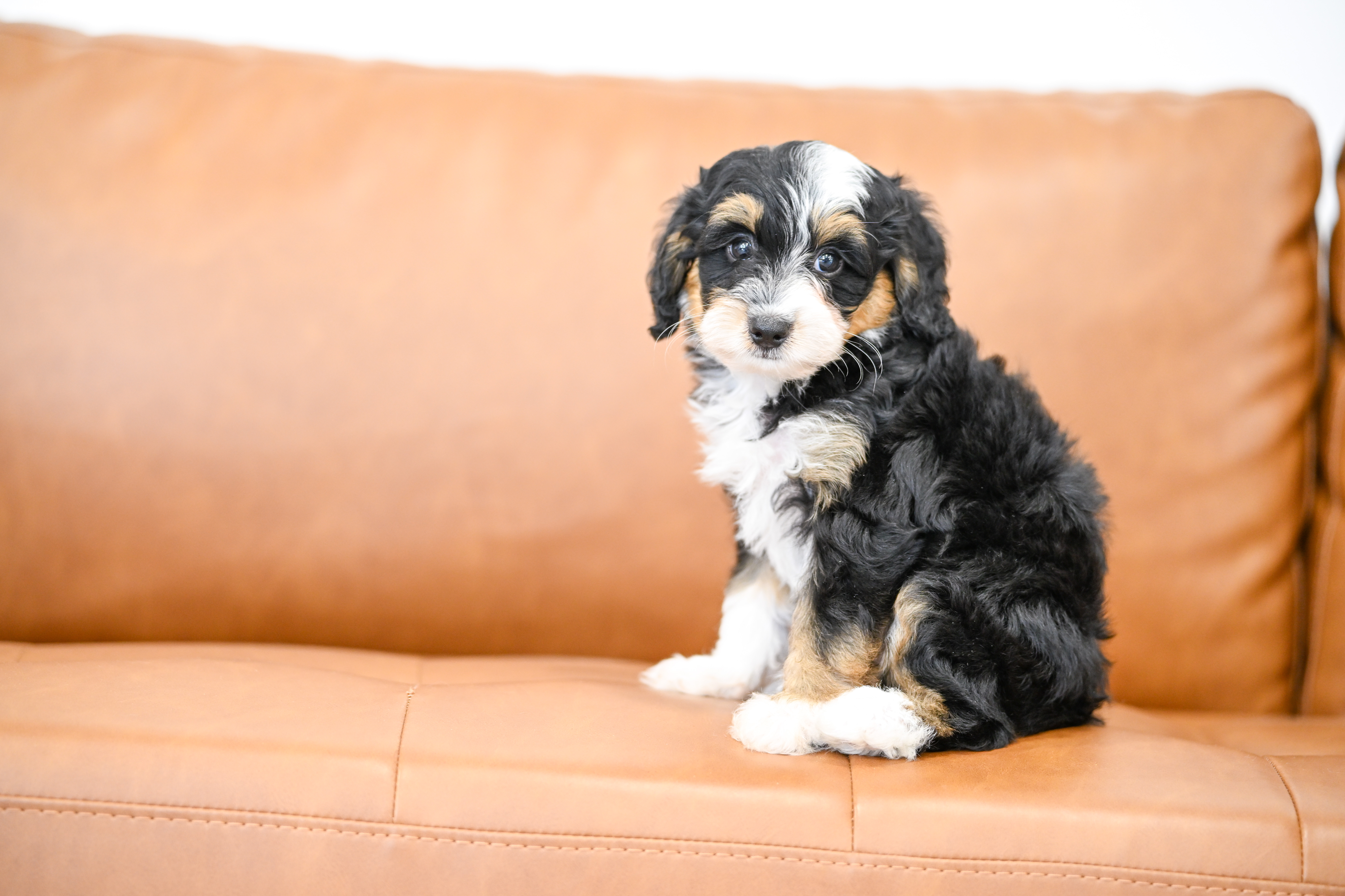 Sylvie, Tri Colored, girl, Micro Bernedoodle, puppy at Down Home Doodle