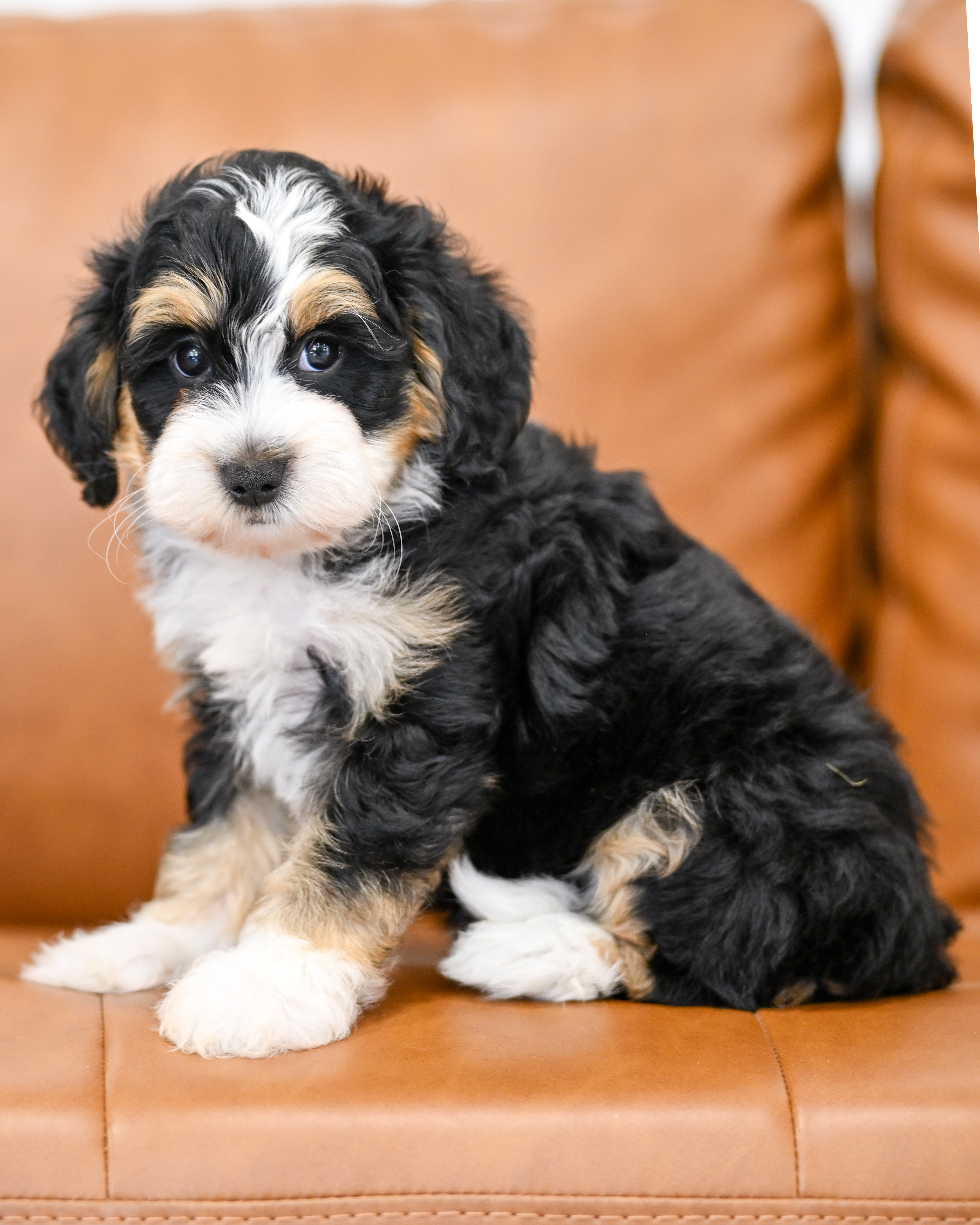 Lionel, Tri Colored, boy, Micro Bernedoodle, puppy at Down Home Doodle