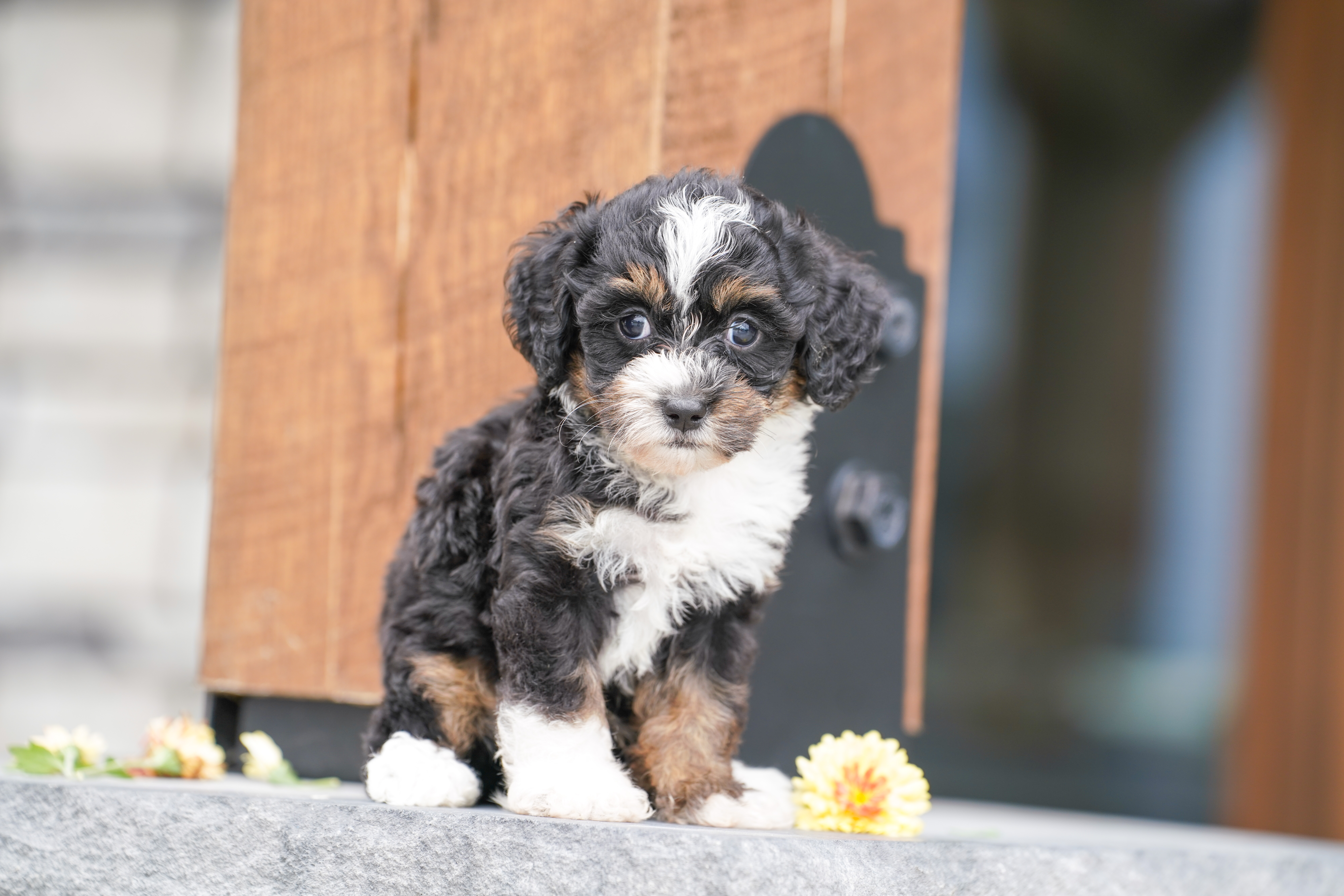 Valentino, Tri Colored, boy, Micro Bernedoodle, puppy at Down Home Doodle