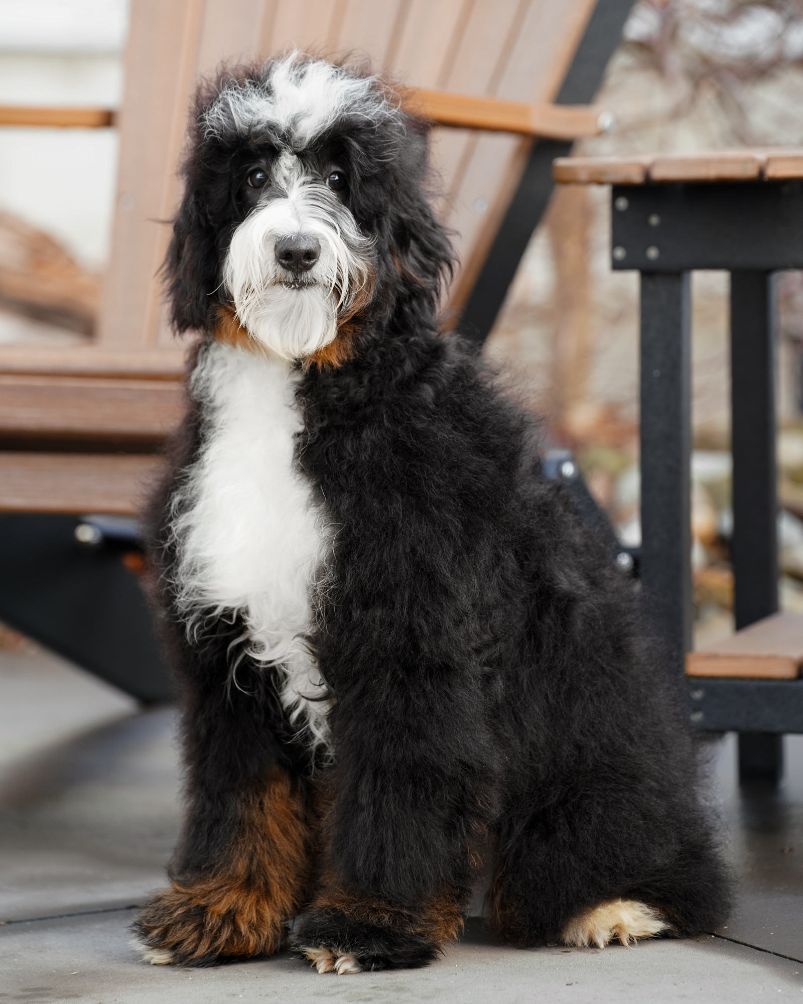 Spooky, Classic Tri Micro Bernedoodle dad at Down Home Doodle
