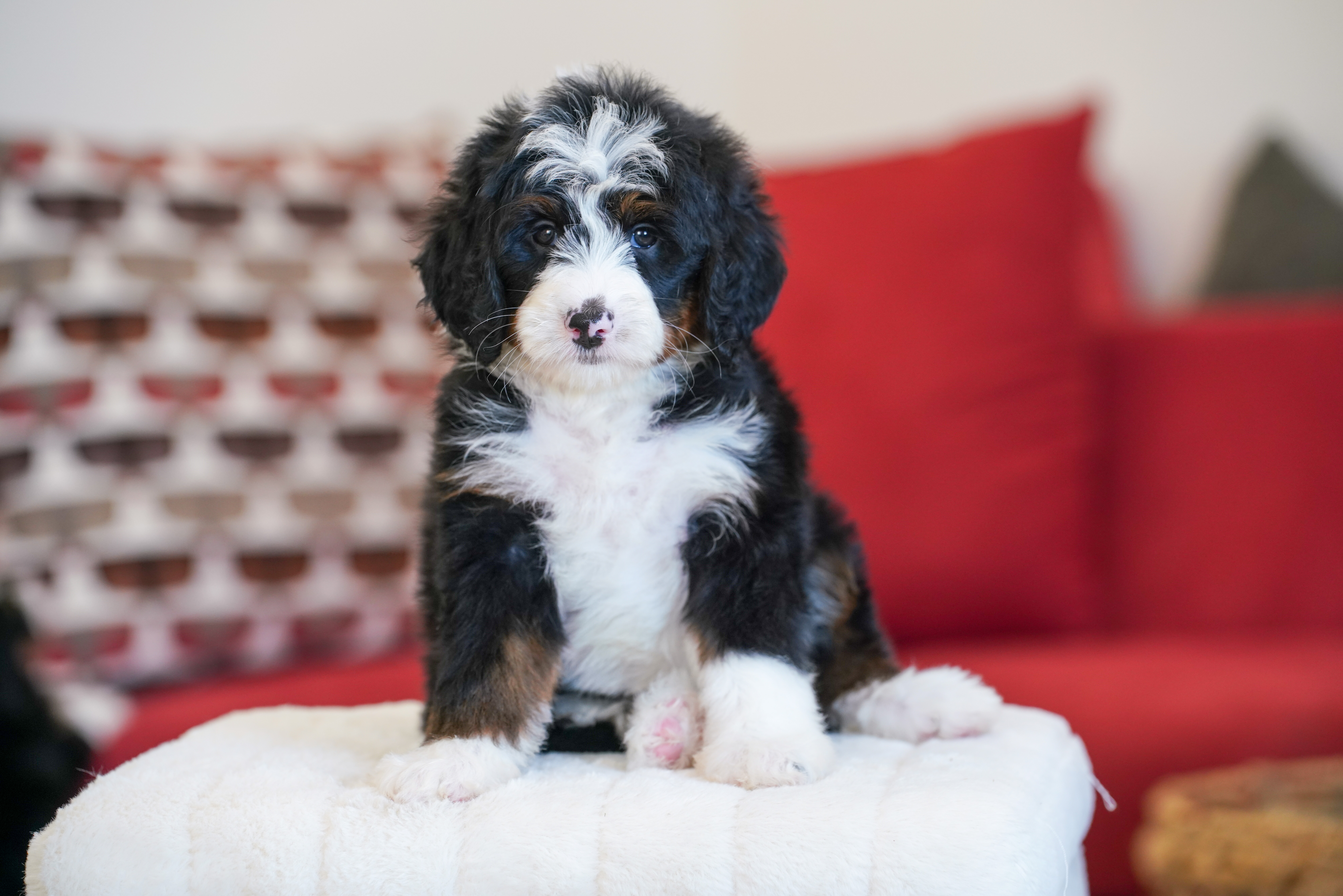 Hillary, Tri Colored, girl, Mini Bernedoodle, puppy at Down Home Doodle