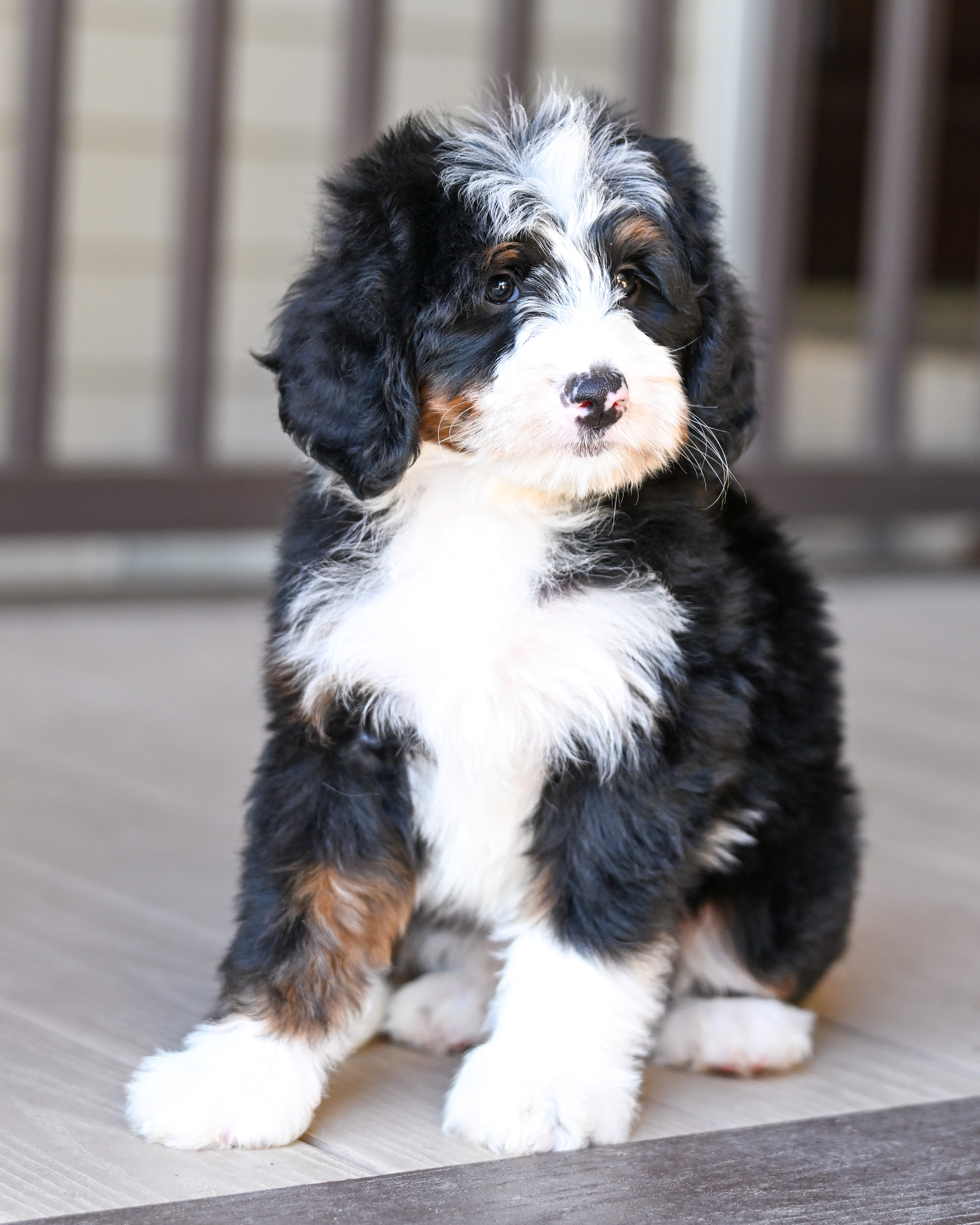 Hillary, Tri Colored girl from the White House Litter