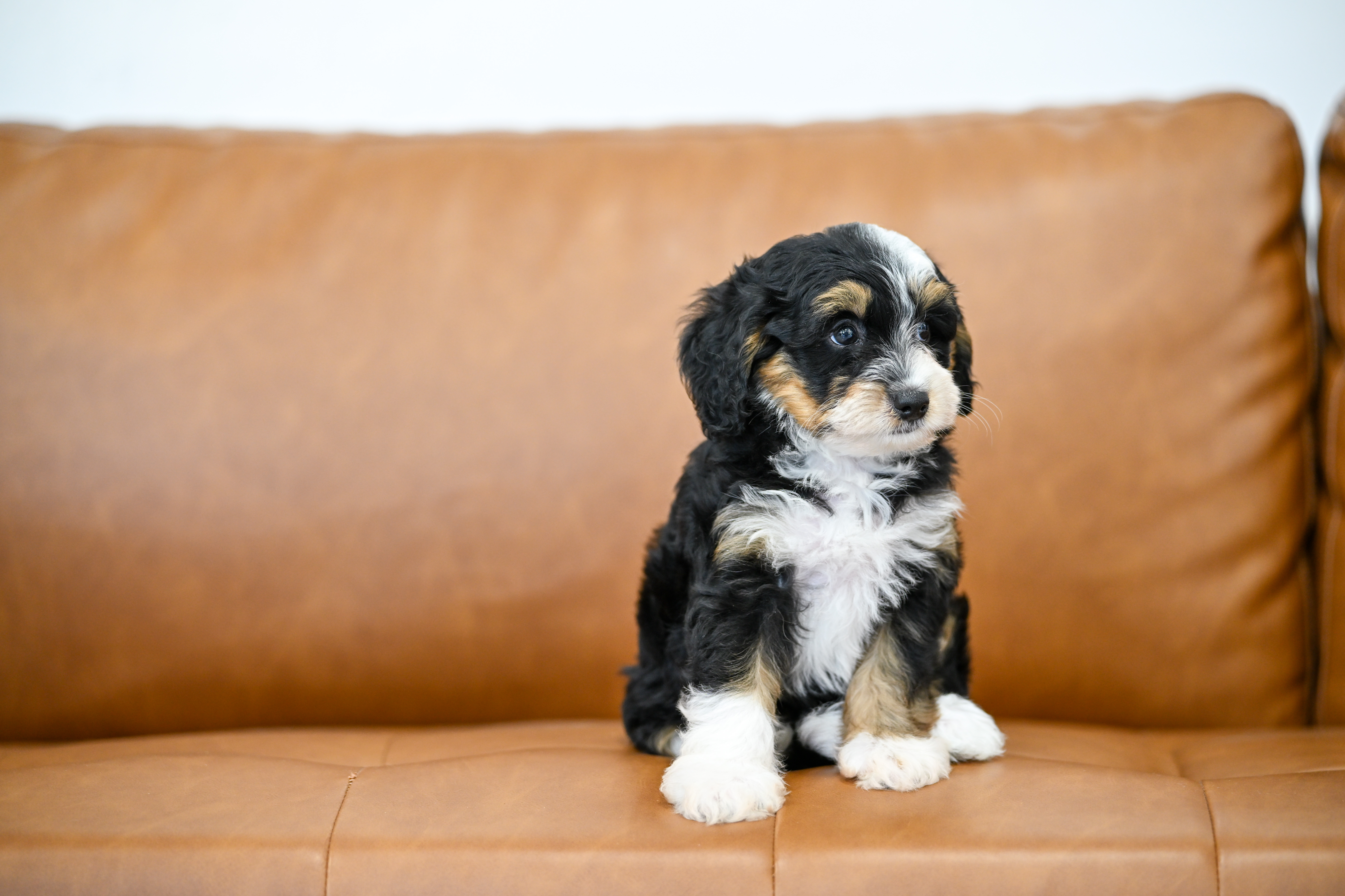Sylvie, Tri Colored, girl, Micro Bernedoodle, puppy at Down Home Doodle