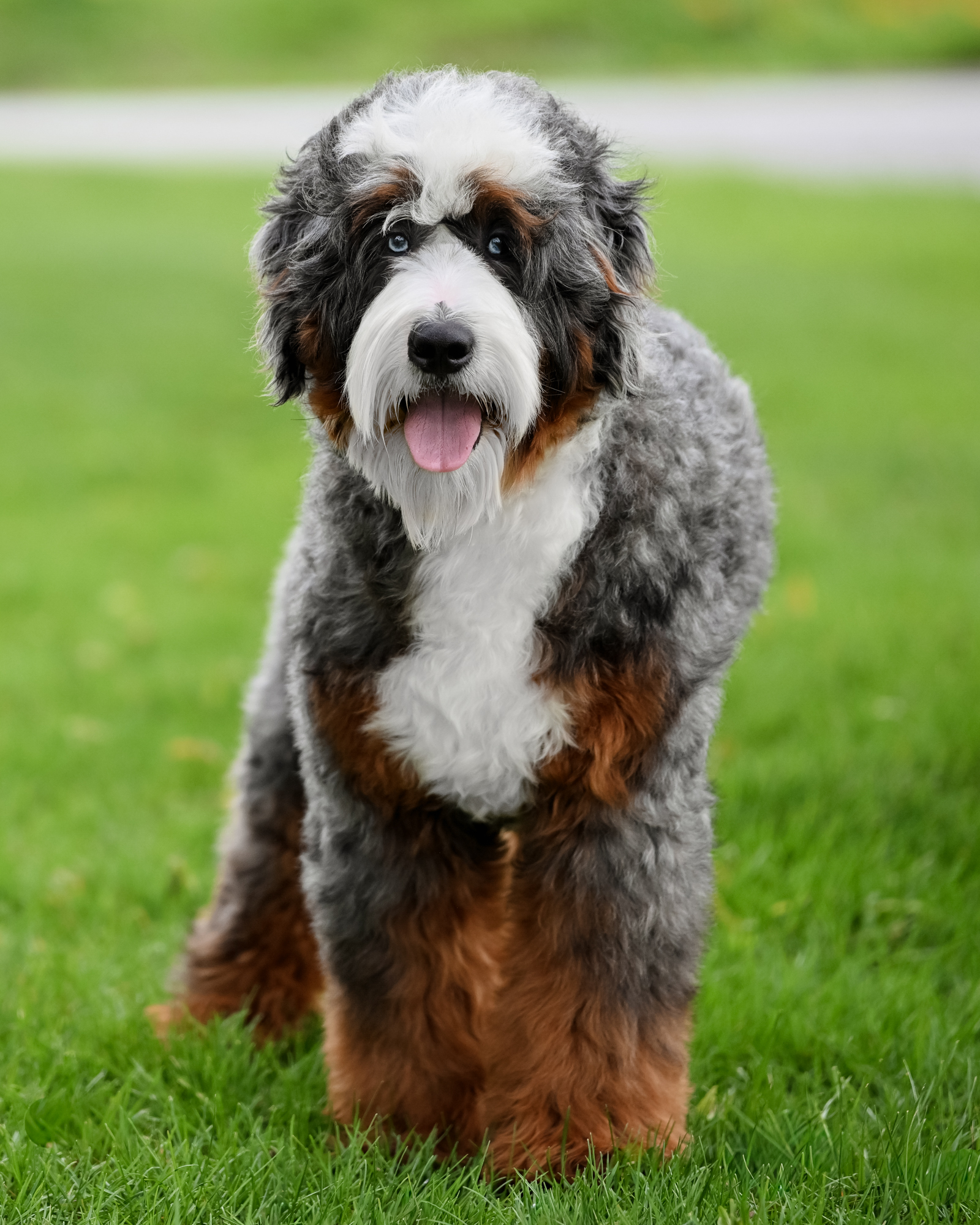 Mingo, dad of the Wild West Litter at Down Home Doodle
