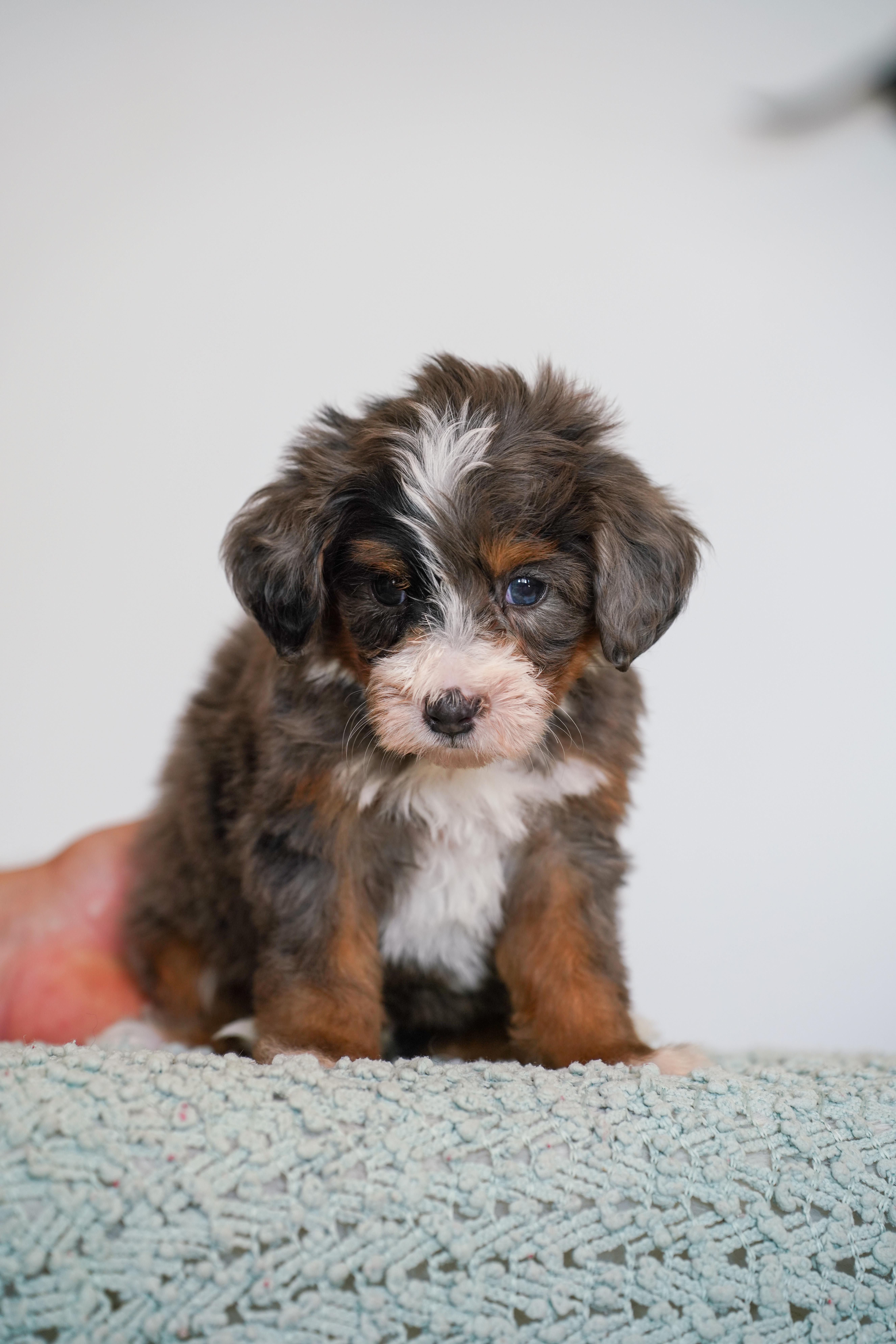 Malibu, Merle Tri Colored, boy, Mini Bernedoodle, puppy at Down Home Doodle