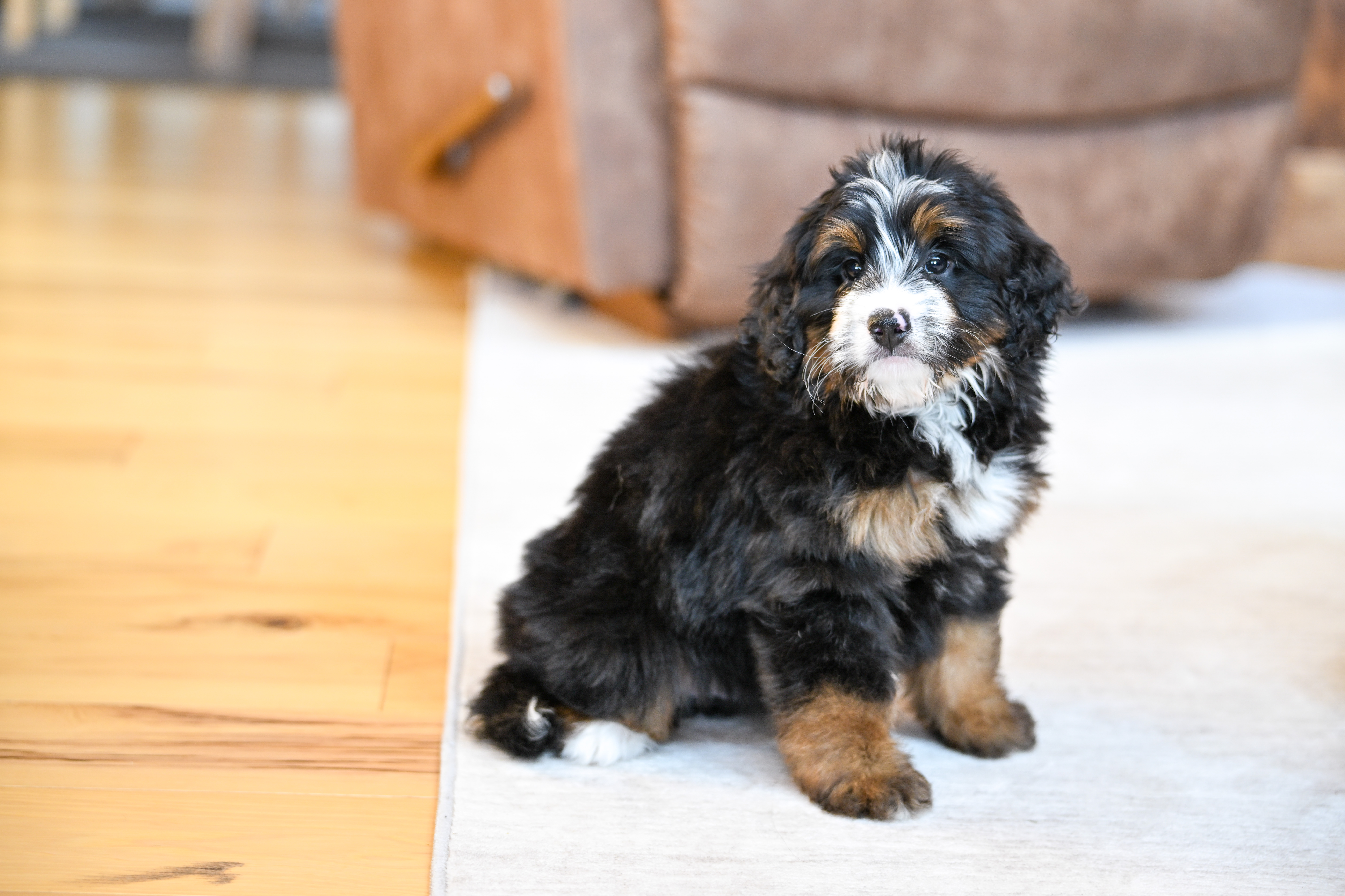 Flynn, Tri Colored, boy, Mini Bernedoodle, puppy at Down Home Doodle