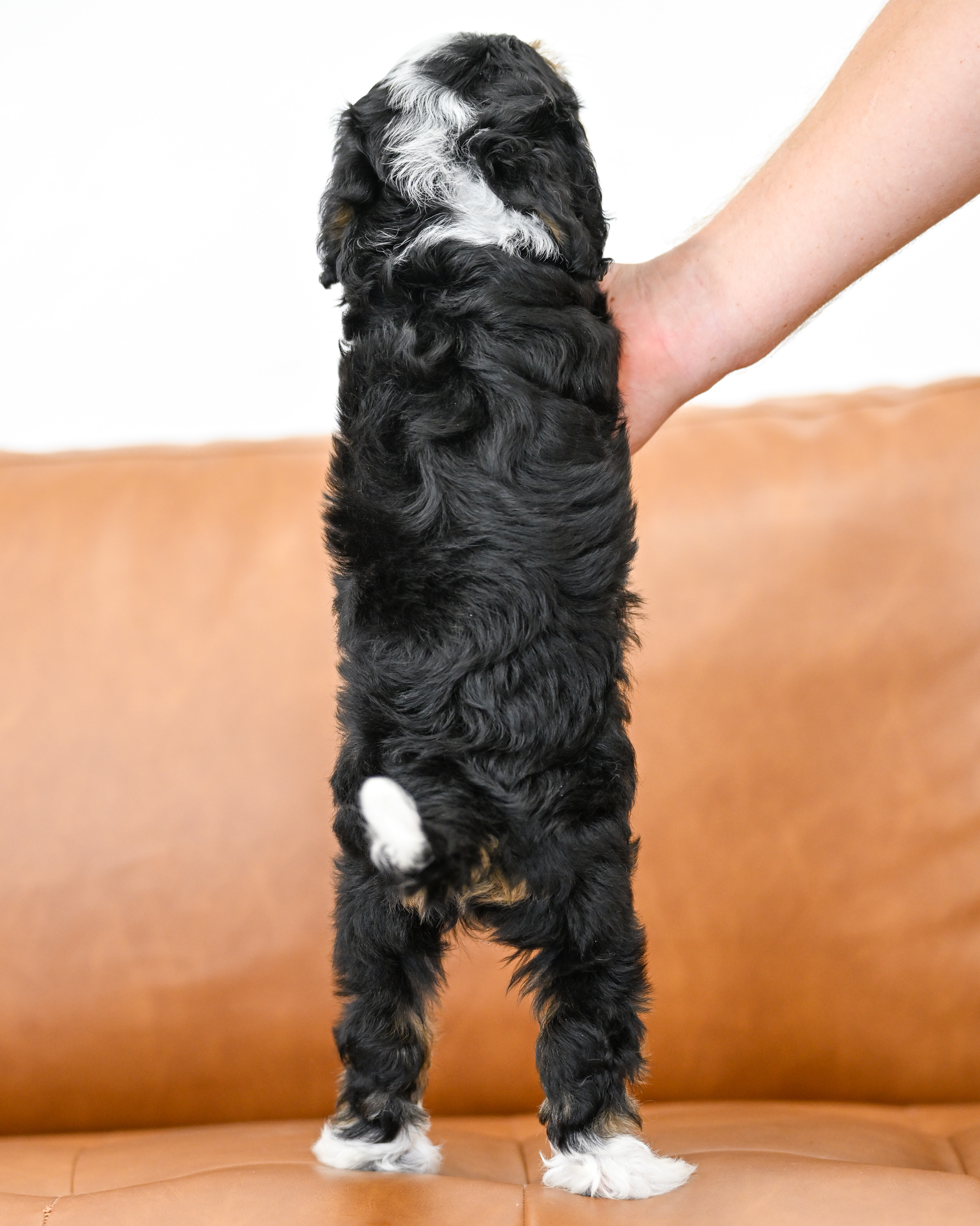 Sylvie, Tri Colored, girl, Micro Bernedoodle, puppy at Down Home Doodle
