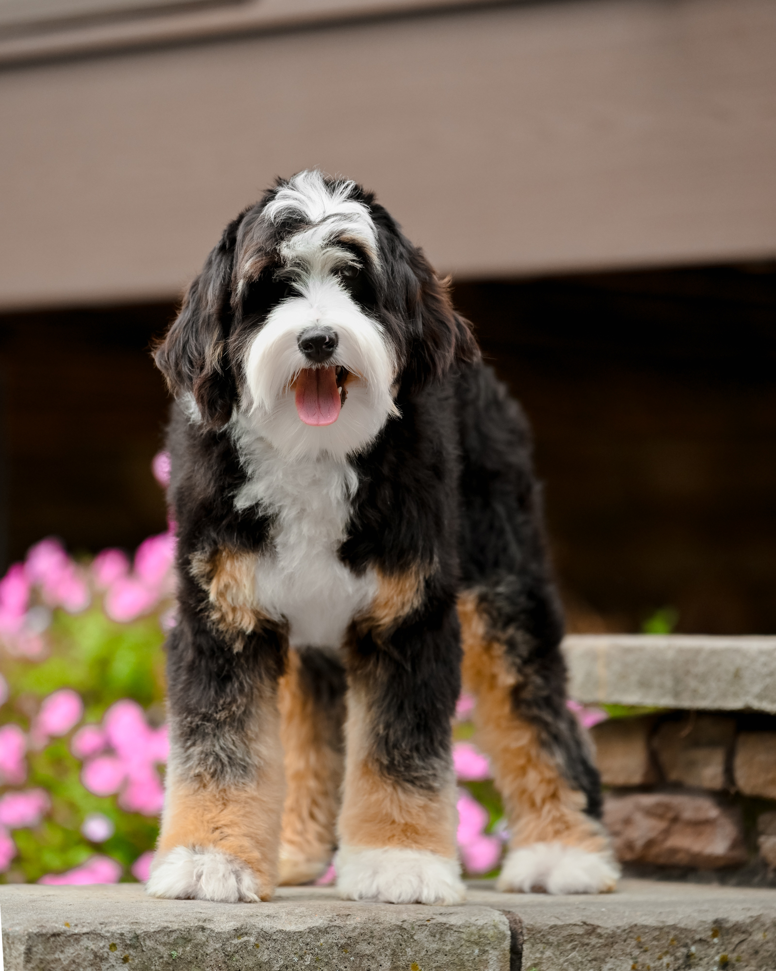 Our beautiful Black Tri Mini Bernedoodle mom with rich, classic markings, an expressive face, and an eager-to-please, affectionate nature.