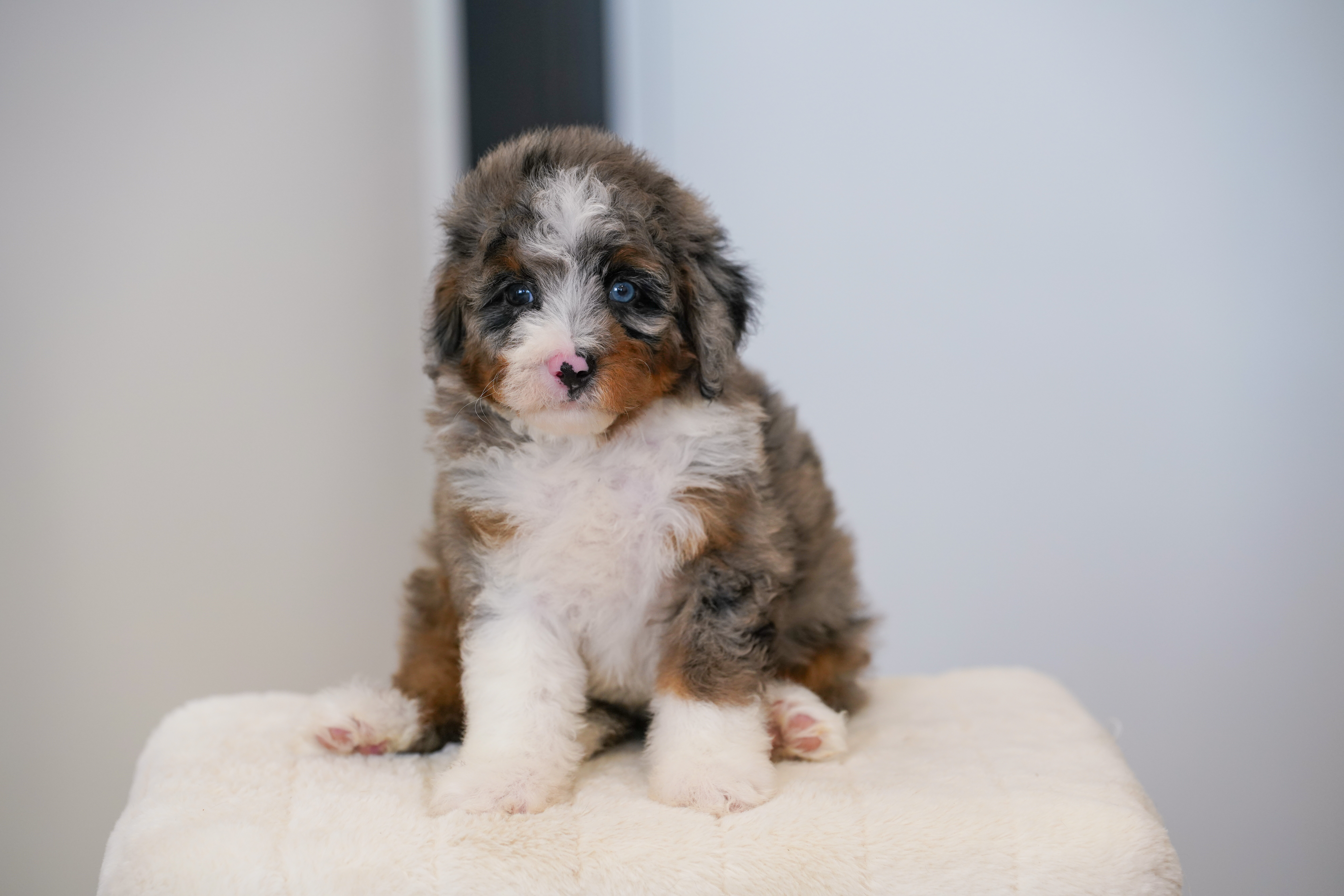 Ena, Merle Tri Colored Mini Bernedoodle puppy