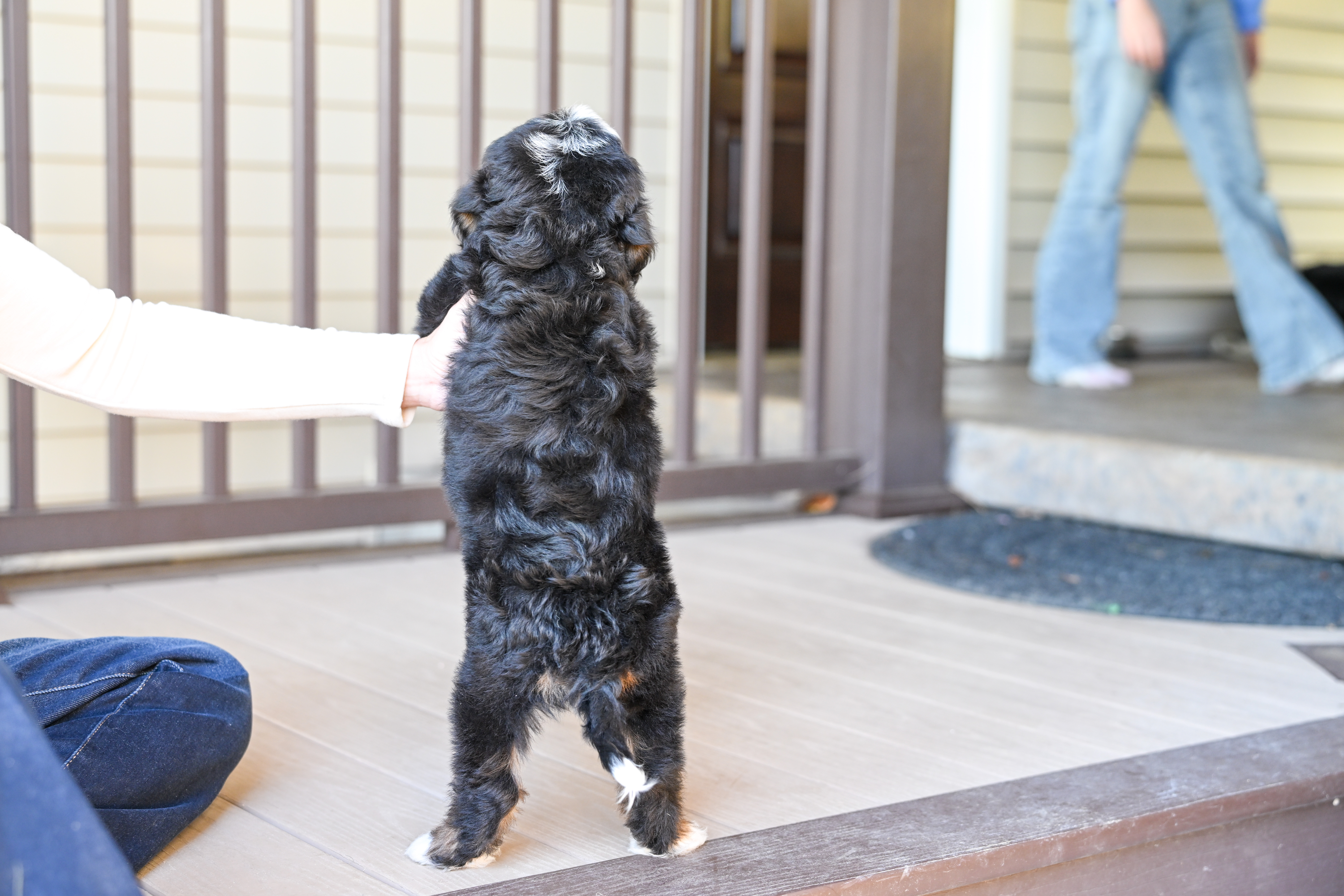 Harris, Tri Colored, boy, Mini Bernedoodle, puppy at Down Home Doodle