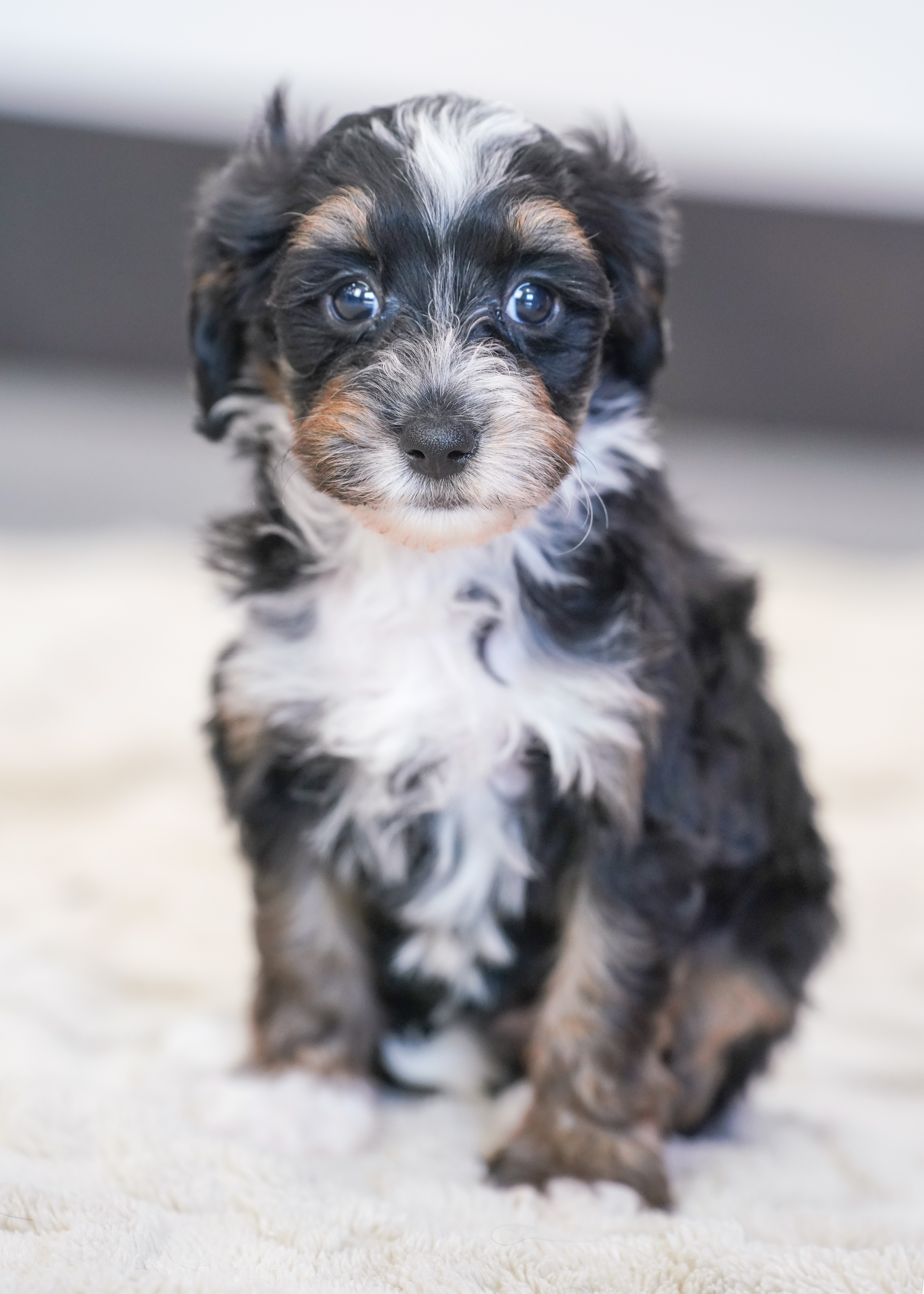 Santel, Tri Colored, girl, Micro Bernedoodle, puppy at Down Home Doodle