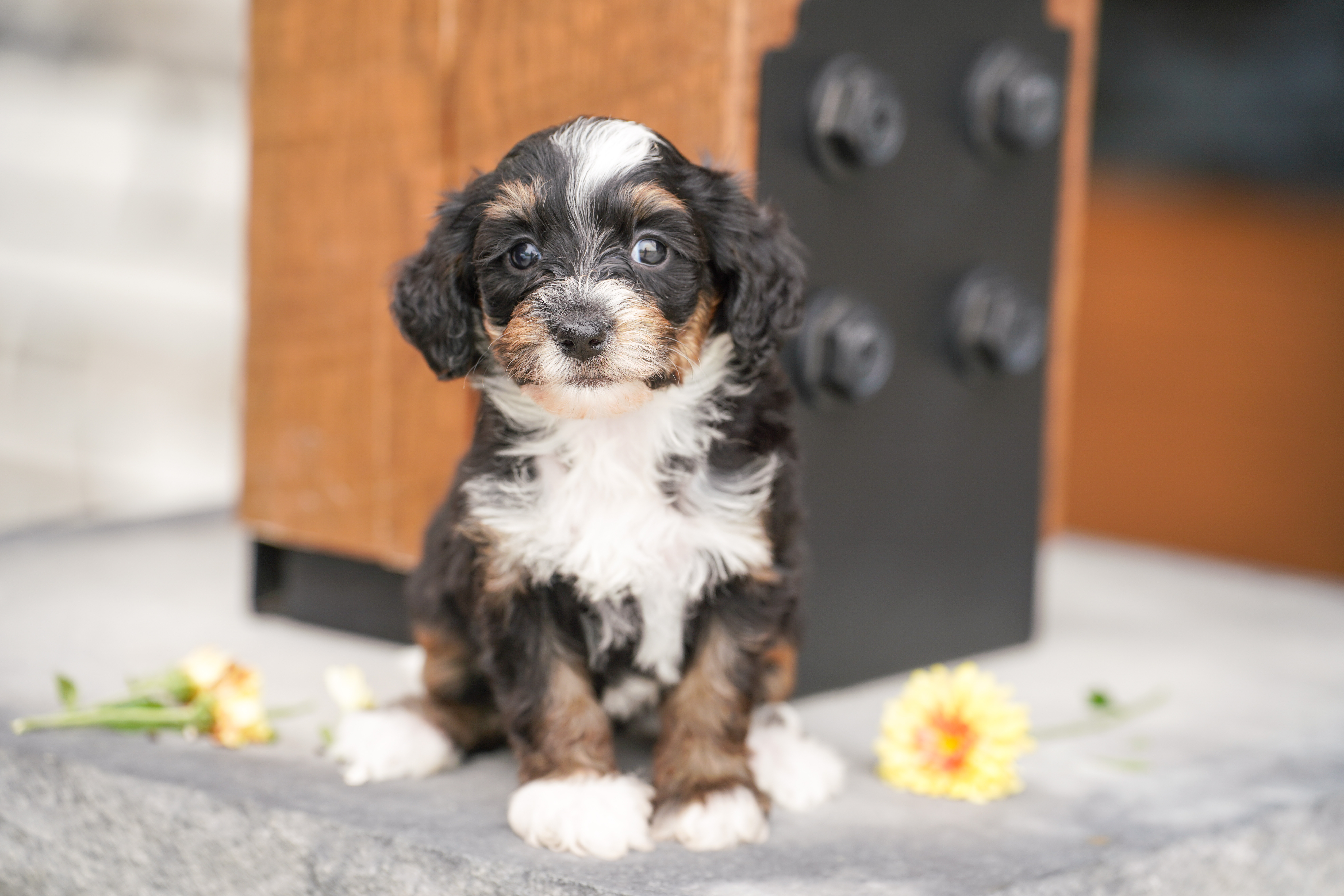 Santel, Tri Colored, girl, Micro Bernedoodle, puppy at Down Home Doodle
