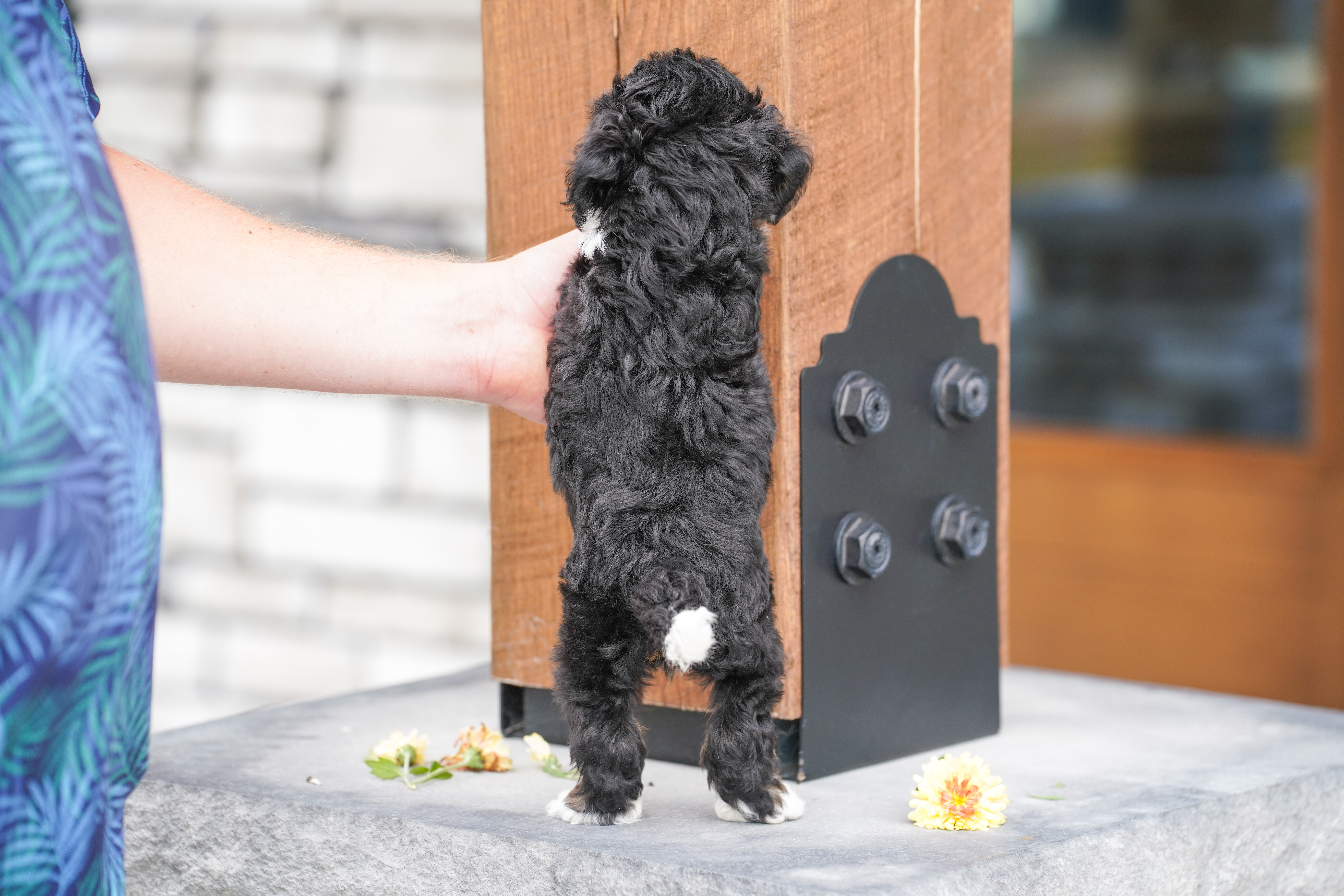 Valentino, Tri Colored, boy, Micro Bernedoodle, puppy at Down Home Doodle