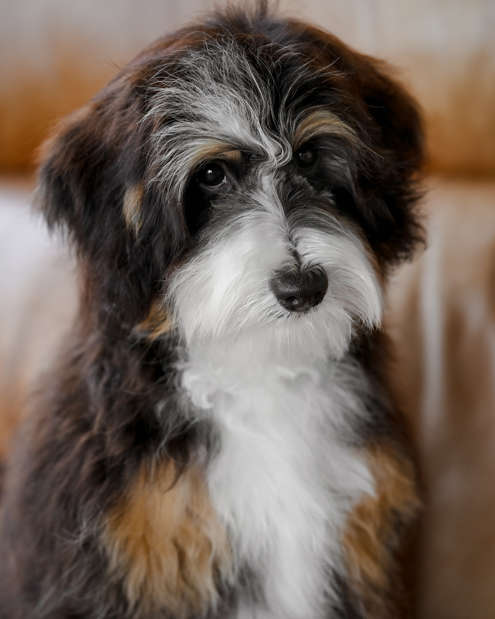 Bindi, photo 5